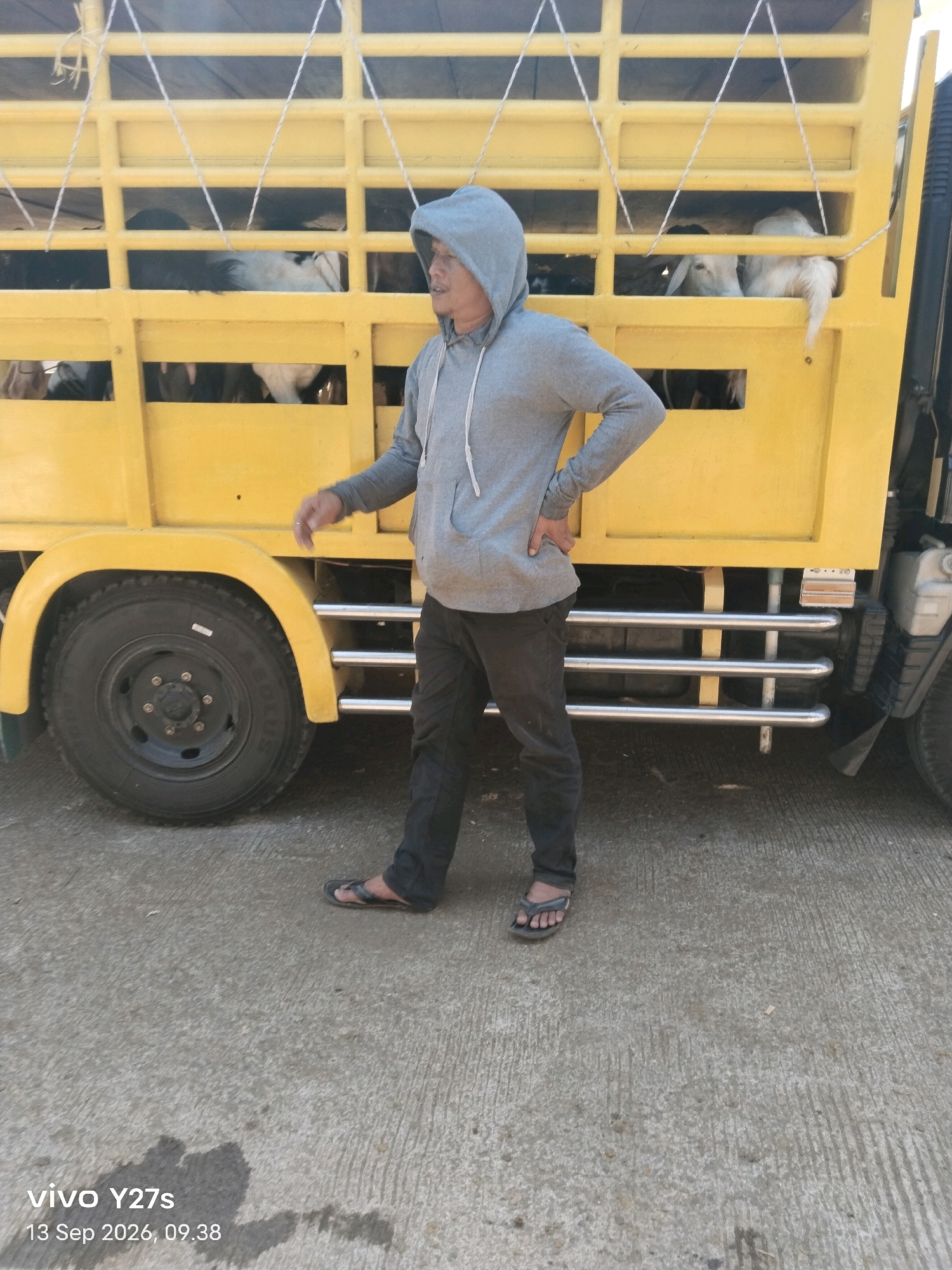 A man wearing a grey hooded sweatshirt and dark pants stands to the right of a yellow truck filled with goats. The truck has a slatted enclosure, and several goats, mostly white with some dark markings, are visible within. The man is facing left, with his right hand on his hip. He is wearing dark sandals. The truck has a large black tire on the left side. The ground is paved with concrete. The scene appears to be in an outdoor setting, possibly a rural area or a loading zone. The timestamp in the lower left corner indicates "vivo Y27s 13 Sep 2026, 09.38", suggesting the image was taken in Wonosido, Indonesia, on September 13, 2026, at 9:38 AM.