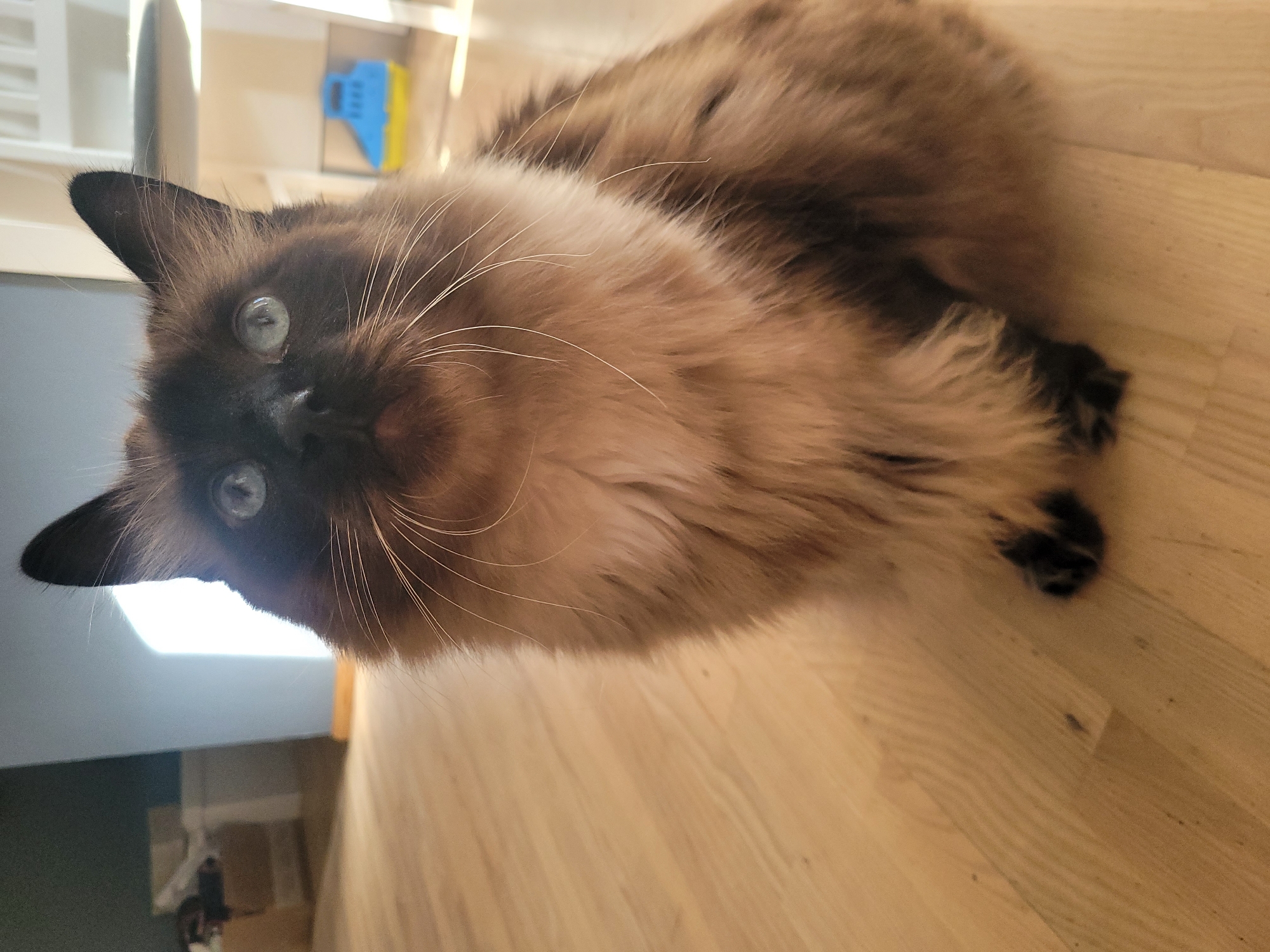 A fluffy Siamese cat with striking blue eyes is sitting on a light-colored wooden floor. The cat is facing the camera, with its ears perked up. Its fur is a mix of brown and tan, with darker points on its face and ears. The background is slightly blurred, showing a hint of a room with boxes and furniture, suggesting an indoor setting. The lighting appears to be natural, coming from a window or doorway to the left of the frame. The specific location in Jūrmala, Latvia is not discernible from the image itself.
