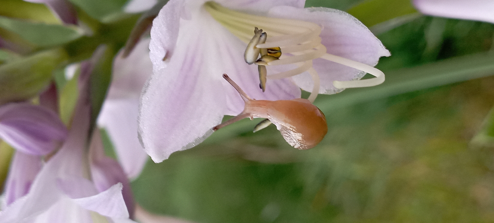 A close-up, vertical shot captures a small, brown snail with a patterned shell clinging to a pale purple flower. The snail is positioned on the underside of a petal, with its head and two antennae extended. Another smaller, lighter-colored snail or insect is visible near the center of the flower, interacting with the stamen. The flower has delicate, translucent petals with subtle purple veining and appears to be covered in tiny dew drops. The background consists of soft, out-of-focus green foliage, suggesting an outdoor setting in a garden or natural area within Radisne, Ukraine.
