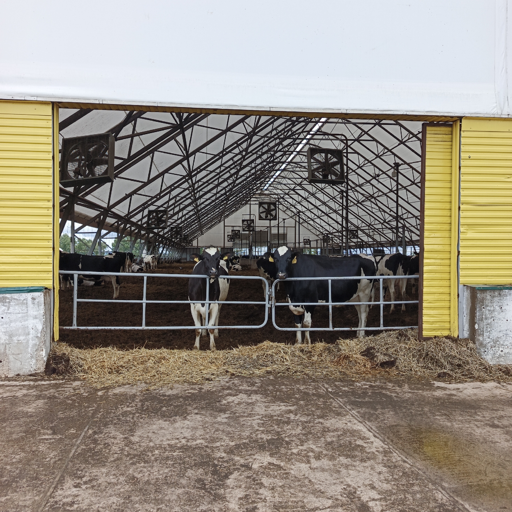 A wide shot captures the interior of a cow barn, viewed through an open, yellow-sided entrance. The barn has a large, arched, white fabric roof supported by a metal truss structure. Numerous large, square fans are mounted on the ceiling, suggesting a system for ventilation. Inside, the ground is covered with a thick layer of brown dirt and straw. A metal gate separates the foreground from the interior where several black and white Holstein cows are visible. Two cows stand prominently in the foreground, looking directly at the camera. In the background, more cows are dispersed throughout the barn, some lying down and others standing. The scene appears to be set during the daytime, with overcast weather, as indicated by the diffused light inside the barn and the bright white of the roof. The overall impression is one of a functional agricultural setting designed to house livestock. There is no visible text in the image. The location context provided is Orlovka, Russia.