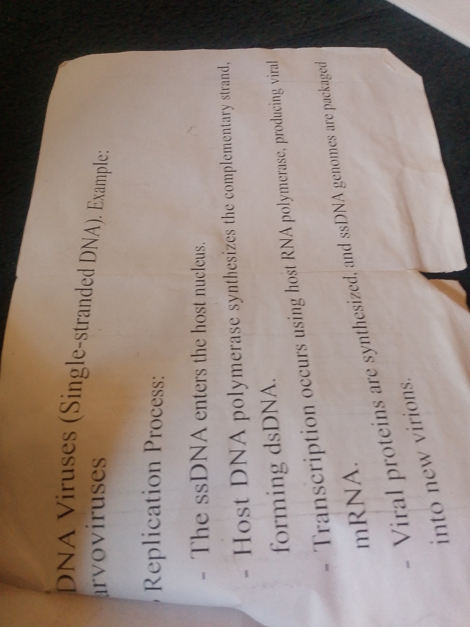 The image shows a close-up of a piece of paper with text printed on it. The paper is angled, and the background is dark and out of focus, suggesting it might be a table or floor. There are no people visible in the image. The text appears to be a scientific explanation related to DNA viruses and their replication process. It describes how single-stranded DNA (ssDNA) viruses enter a host nucleus, synthesize a complementary strand to form double-stranded DNA (dsDNA), and then use host RNA polymerase to produce viral mRNA. Finally, viral proteins are synthesized, and ssDNA genomes are packaged into new virions. Some terms mentioned include "arvoviruses," "Replication Process," "ssDNA," "dsDNA," "mRNA," and "virions." The lighting is diffused, and there are no strong shadows, indicating it's likely an indoor setting with artificial light or indirect natural light. The paper itself has some slight creasing and appears to be a typical document. There are no specific location cues within the visible text or image to suggest Jalingo, Nigeria.