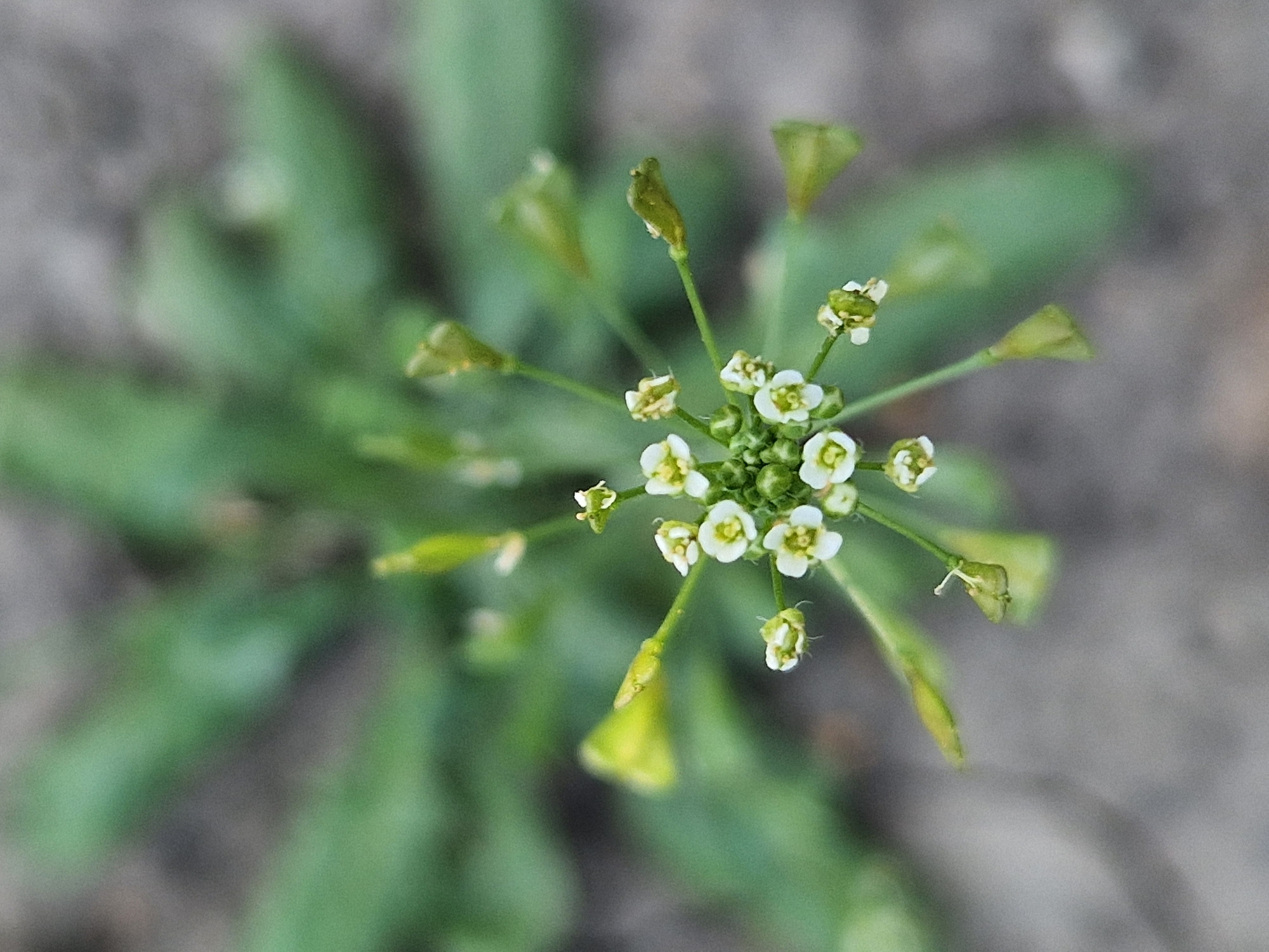 The image is a close-up, top-down view of a cluster of small white flowers with green centers, growing on thin green stems. The flowers are arranged in a somewhat circular pattern, with some budding flowers and seed pods also visible. The background is out of focus, showing blurred green foliage and a grayish, textured surface, possibly soil or pavement. There are no people or animals visible in the image. The scene appears to be outdoors in a natural or semi-natural setting. The image was taken in the city of Oskemen, Kazakhstan.