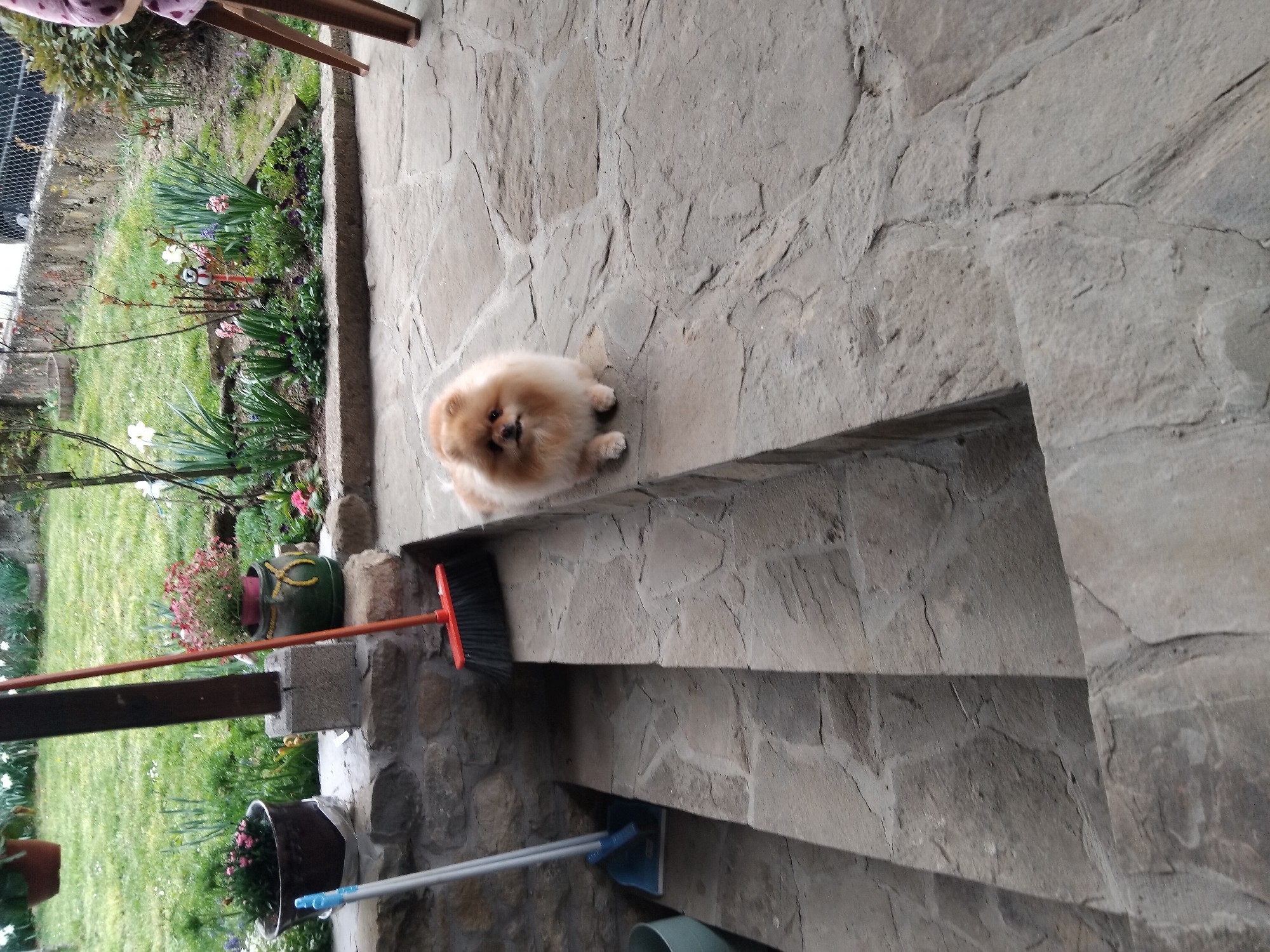 The scene is a stone patio or stairway in Apriltsi, Bulgaria. A small, light brown Pomeranian dog sits on the stone surface. A broom with an orange handle is leaning against the side of the stairs. A dustpan is below the broom. A garden is visible on the left. Flowers are planted in pots. Grass grows alongside the flowers. A section of chain link fence is visible behind the garden.