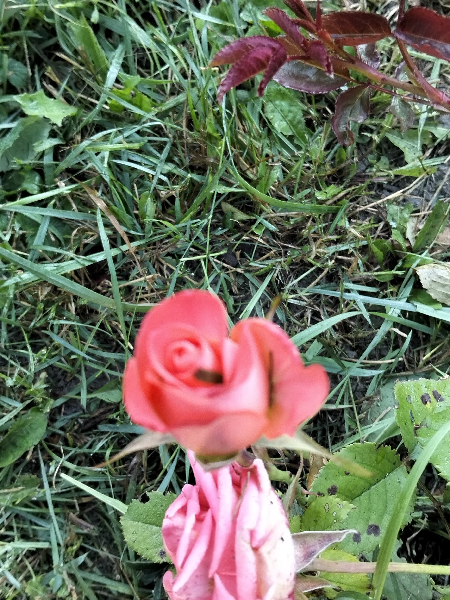 In Kliushnykivka, Ukraine, a close-up, vertical, outdoor photograph captures two roses against a background of green grass and brown soil. The upper rose, a vibrant coral-pink, is partially unfurled, revealing its central swirl. Below it, a second rose, a soft pink, is mostly closed, with visible petal details. The surrounding grass is a mix of green blades, some appearing damp, interspersed with patches of exposed earth. The upper right quadrant of the image features a branch with dark reddish-purple leaves. The lighting suggests a natural, possibly overcast day.