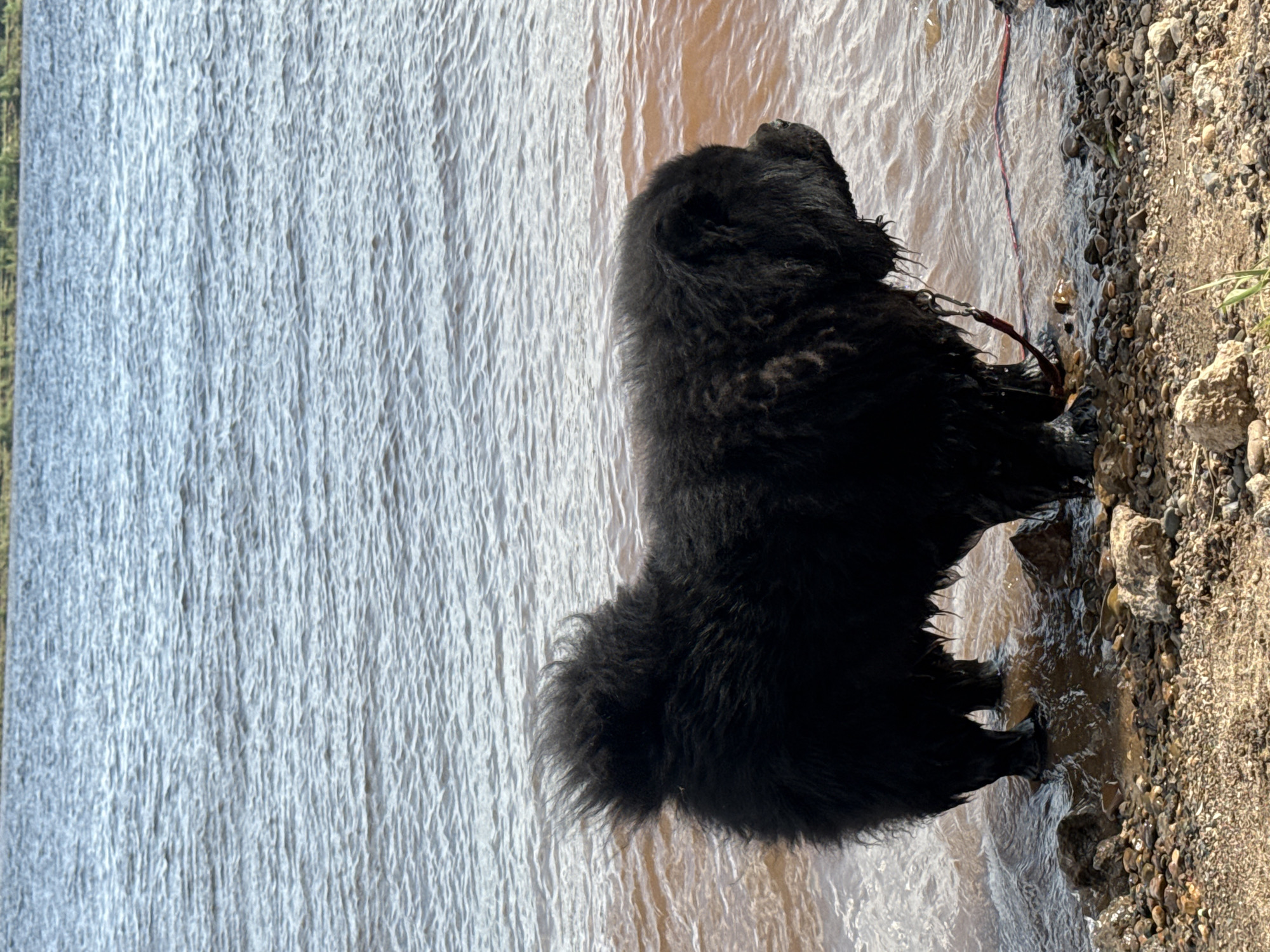 A large, black Newfoundland dog stands in shallow water along a rocky shoreline. The water is brownish, possibly due to sediment or the time of day. The dog is positioned with its side to the viewer, its head turned slightly towards the water. A red leash is visible, suggesting it is being held by someone nearby. The water appears to be part of a larger body of water, possibly a lake, which extends into the background. The background shows some trees and shrubbery on the far side of the body of water. The image is rotated counterclockwise.
Doksha, Russia, is not visibly identified in this image.