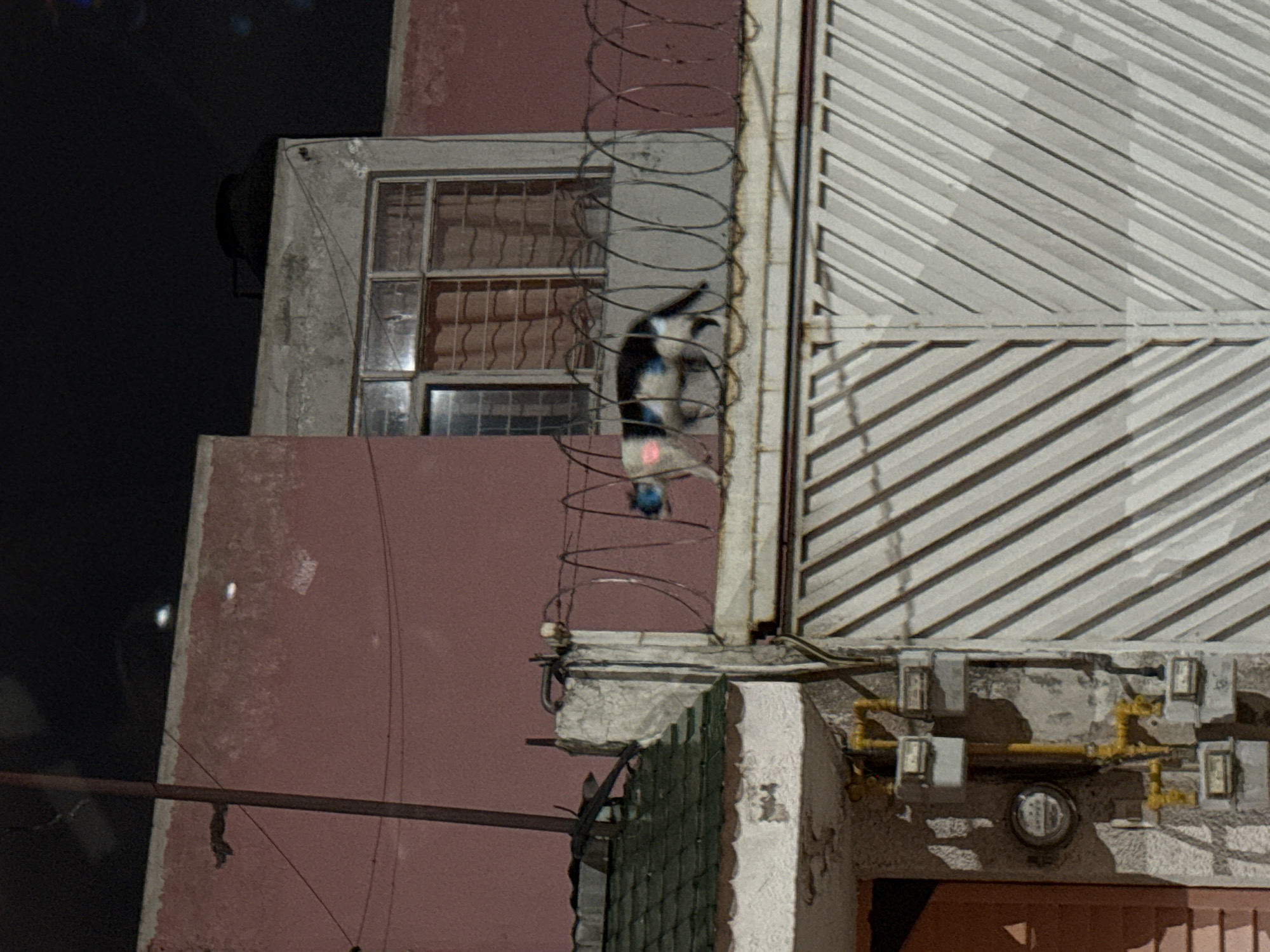 The image, taken at night in the city of Puebla, Mexico, shows a section of a building's exterior. The structure is primarily constructed of concrete and painted in shades of pink and gray. A window with a barred grill is visible, partially obscured by a spiral of barbed wire. A black and white cat is tangled in the barbed wire. To the right, a gray metal gate with a diagonal striped pattern can be seen. Gas pipes and meters are mounted on the wall beneath the gate. A section of a green fence is also visible. A utility pole is visible at the left.