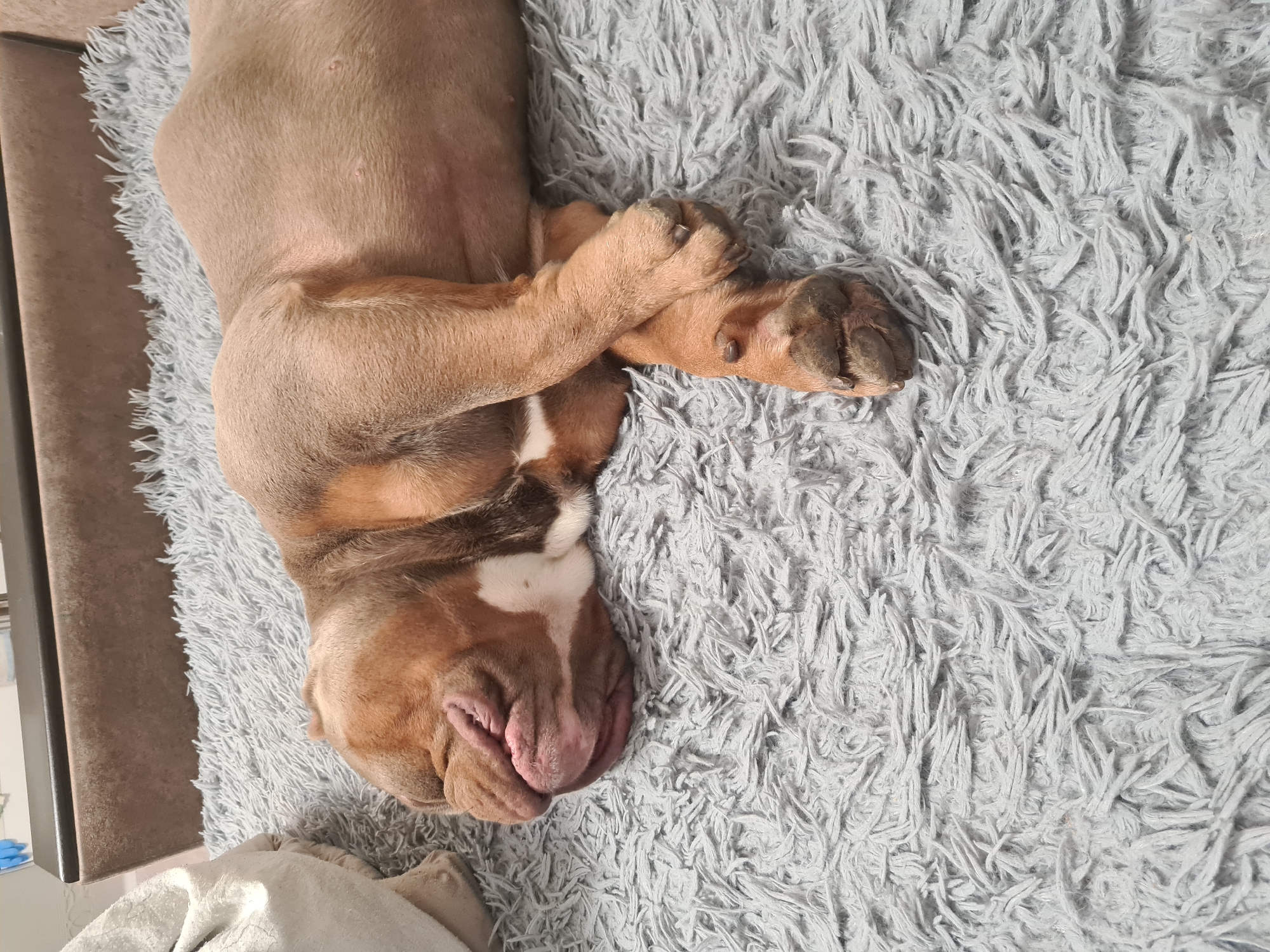 A tan and white bulldog sleeps on a fluffy gray rug in an indoor setting. The dog's head is tucked under its body, and its front paws are crossed over its chest. The rug appears to be in a living room, with a portion of a couch visible in the background. The lighting is dim, suggesting it is nighttime or the room is not well-lit. The overall scene depicts a peaceful moment of rest for the animal.