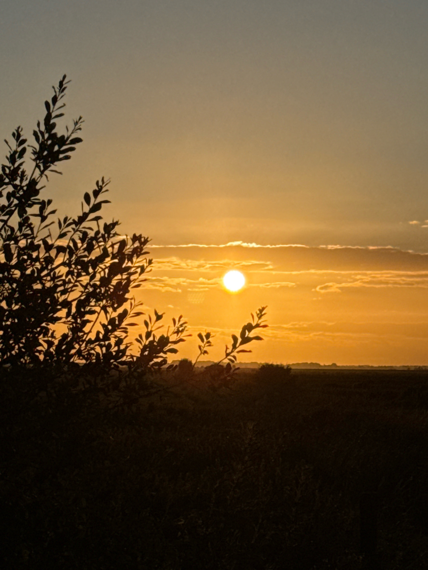 A silhouette of tree branches is in the foreground, on the left side of the image. The branches are dark and leafy, obscuring a portion of the background. The background consists of a sunset sky and a landscape. The sun is a bright, white disc in the upper right quadrant of the sky, surrounded by a golden glow. Wispy clouds are scattered across the sky, catching the light of the setting sun. Below the sky, a dark horizon line is visible, suggesting a flat landscape. The lower part of the image is filled with the dark silhouette of the ground, which appears to be covered in vegetation. The overall impression is one of a peaceful, natural scene at dusk. This image does not contain any specific elements that would allow for identification of a location in Great Yarmouth, United Kingdom.