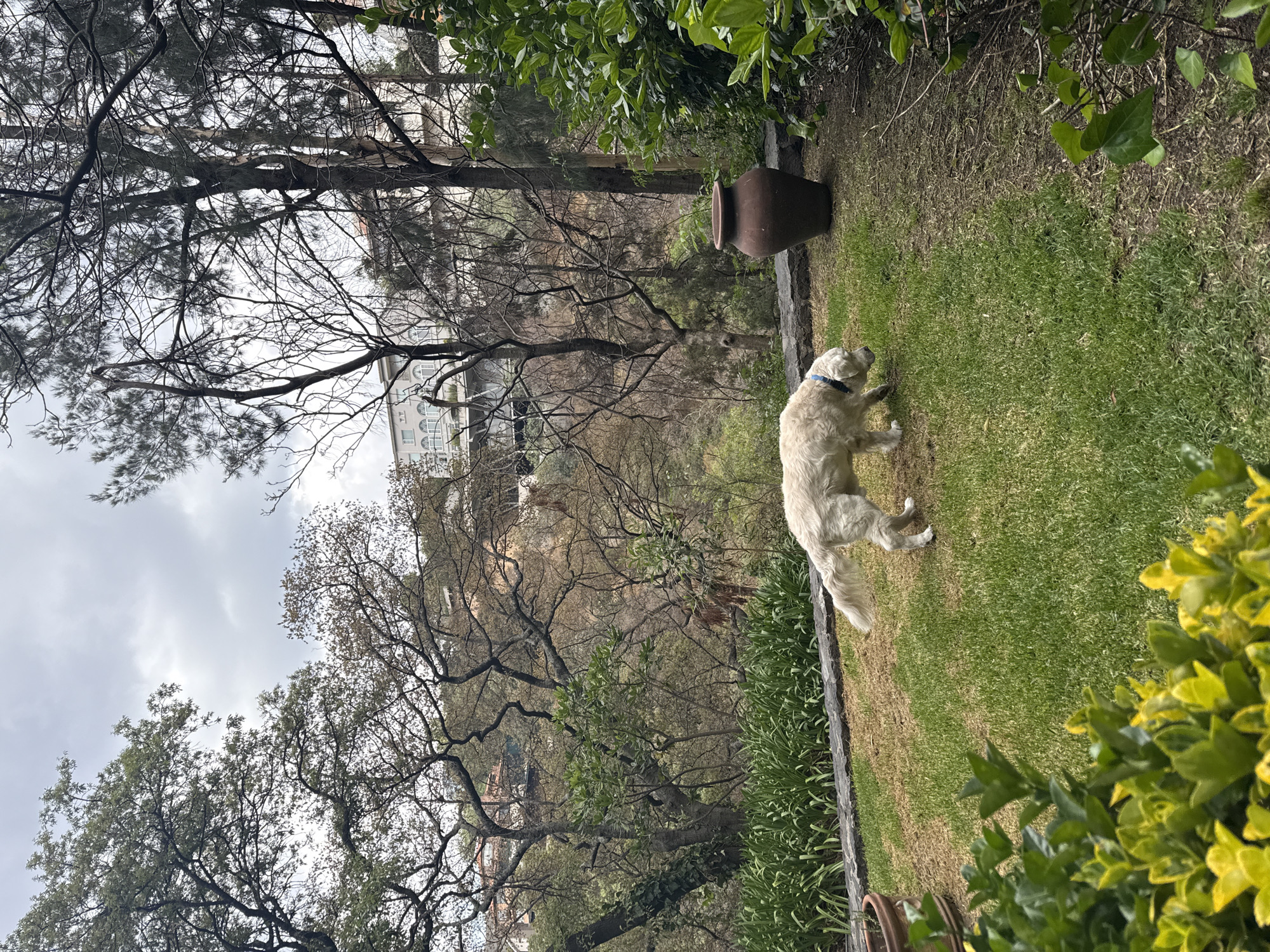 The image depicts a residential garden in Mexico City, Mexico. A light-colored Golden Retriever wearing a blue collar stands on a patch of green grass. A large, brown clay pot sits near the edge of the garden bed. Behind the garden, bare-branched trees overlook a hillside with residential buildings. The sky is overcast. The scene is partially obscured by surrounding greenery.