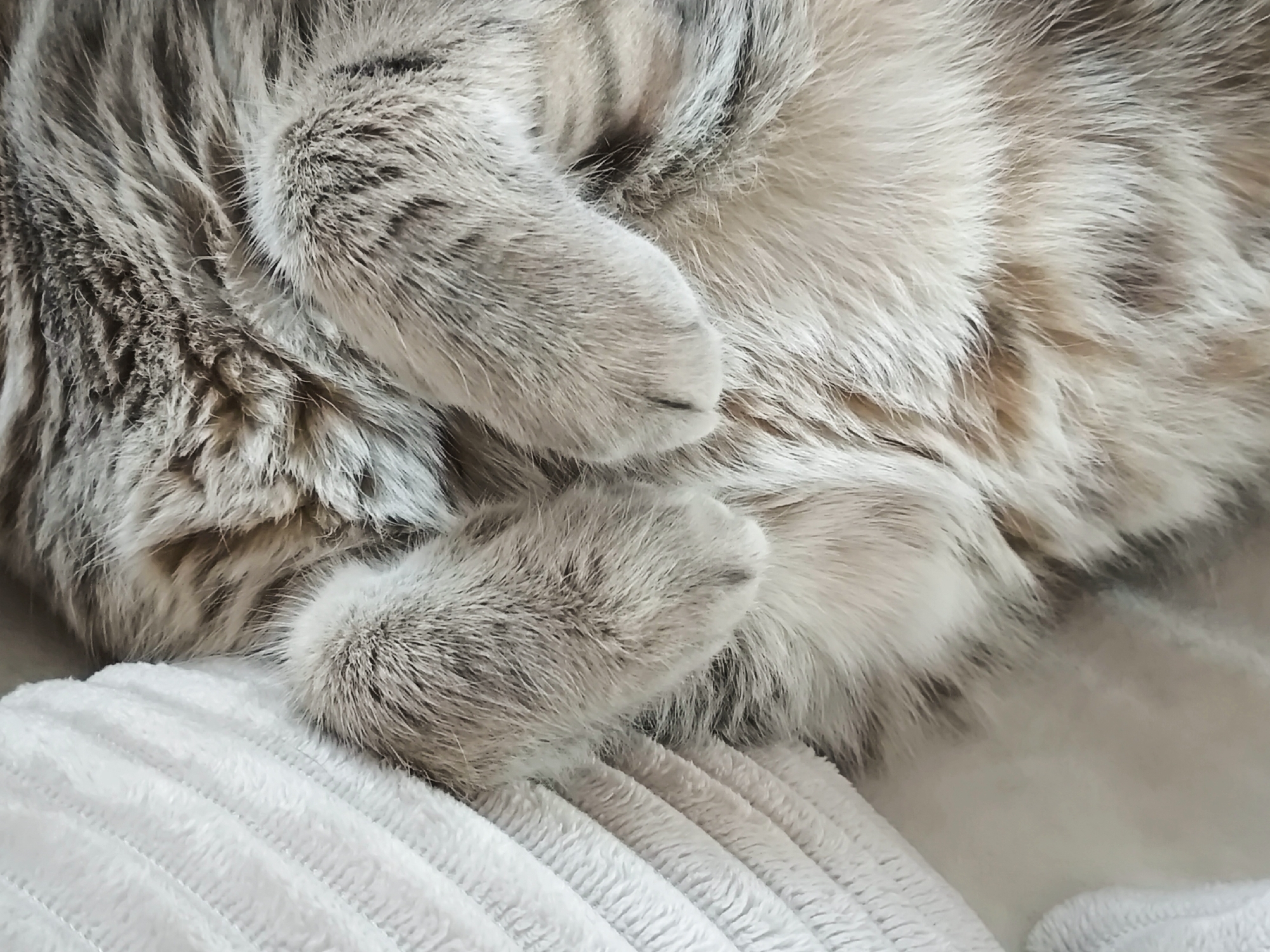 This is a close-up, medium shot of a domestic cat's paws resting on a white, ribbed blanket. The cat has grey and white fur with tabby markings. The paws are soft and fluffy, with visible toe beans. The lighting is soft and natural, creating a warm and cozy atmosphere. The background is out of focus, emphasizing the texture and detail of the cat's fur and the blanket. The scene appears to be indoors, likely in a home environment.