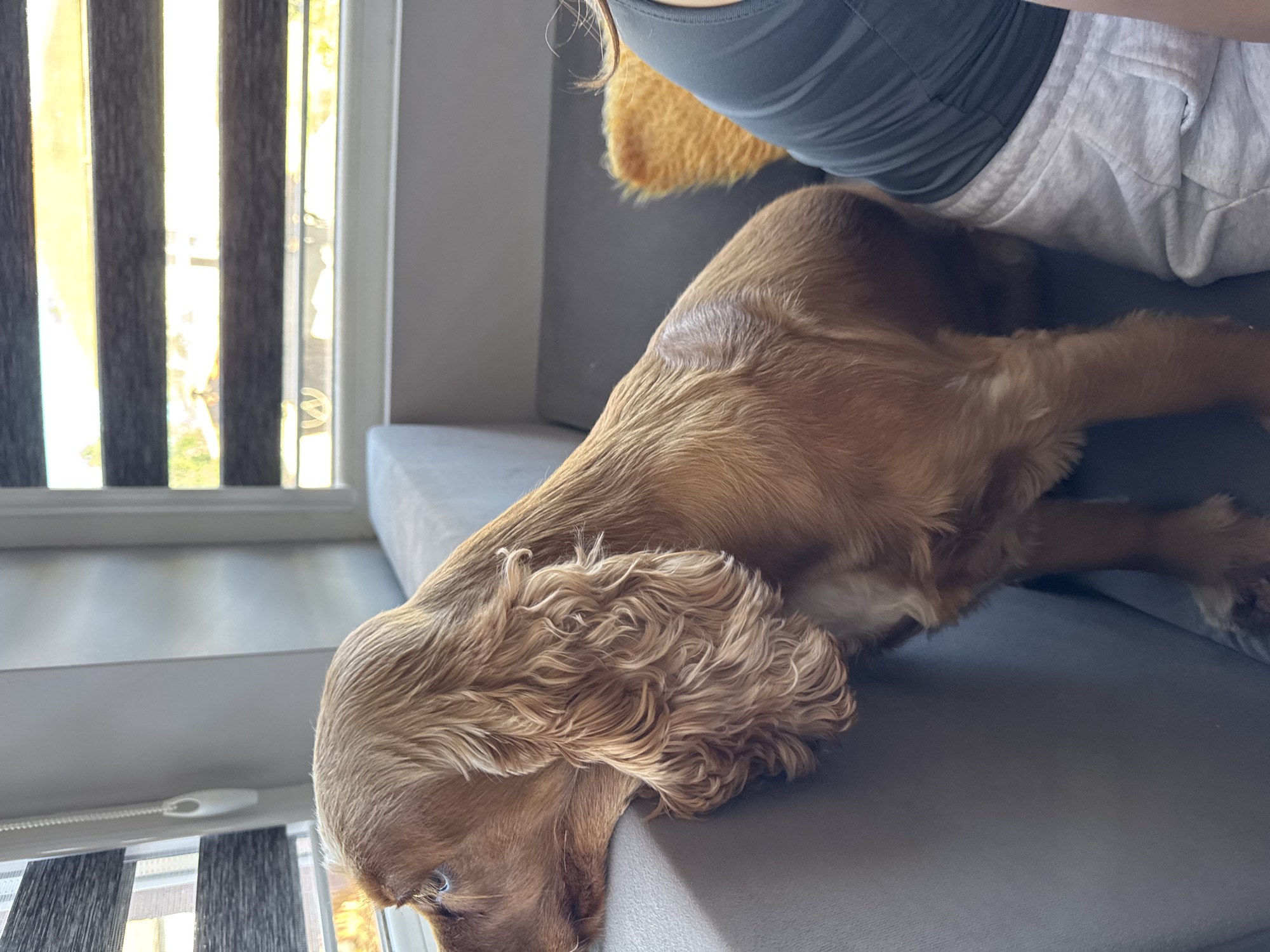 A golden-colored dog with long, curly ears is resting its head on the armrest of a grey sofa. The dog is looking out a window with horizontal blinds, which are partially open, revealing an outdoor scene with trees and buildings. The room appears to be a domestic interior. A person's shoulder and arm, wearing a grey t-shirt and grey sweatpants, are visible on the right side of the frame, beside the dog. The image is a close-up shot, focusing on the dog and its immediate surroundings. The location is identified as Dibich, Bulgaria.