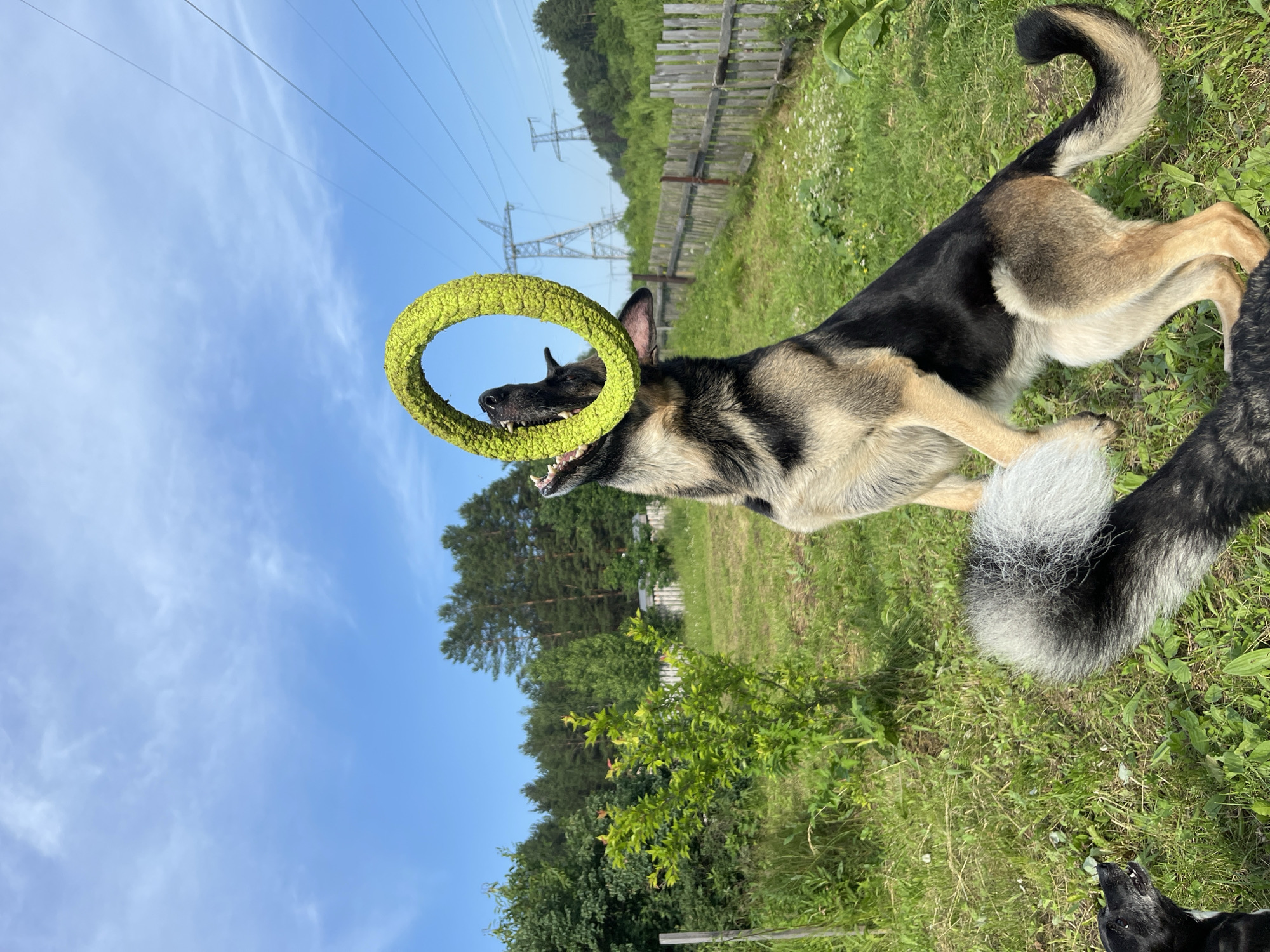 An outdoor scene in the city of Nizhny Tagil, Russia, features a German Shepherd dog mid-air, attempting to catch a bright yellow ring toy. The dog is in a park-like setting with green grass, trees, and a wooden fence. In the background, power lines and pylons are visible, suggesting proximity to an urban or industrial area. The sky is blue with scattered white clouds. Another dog, a black and tan breed, is partially visible in the foreground. The German Shepherd's mouth is open, actively engaged with the toy.