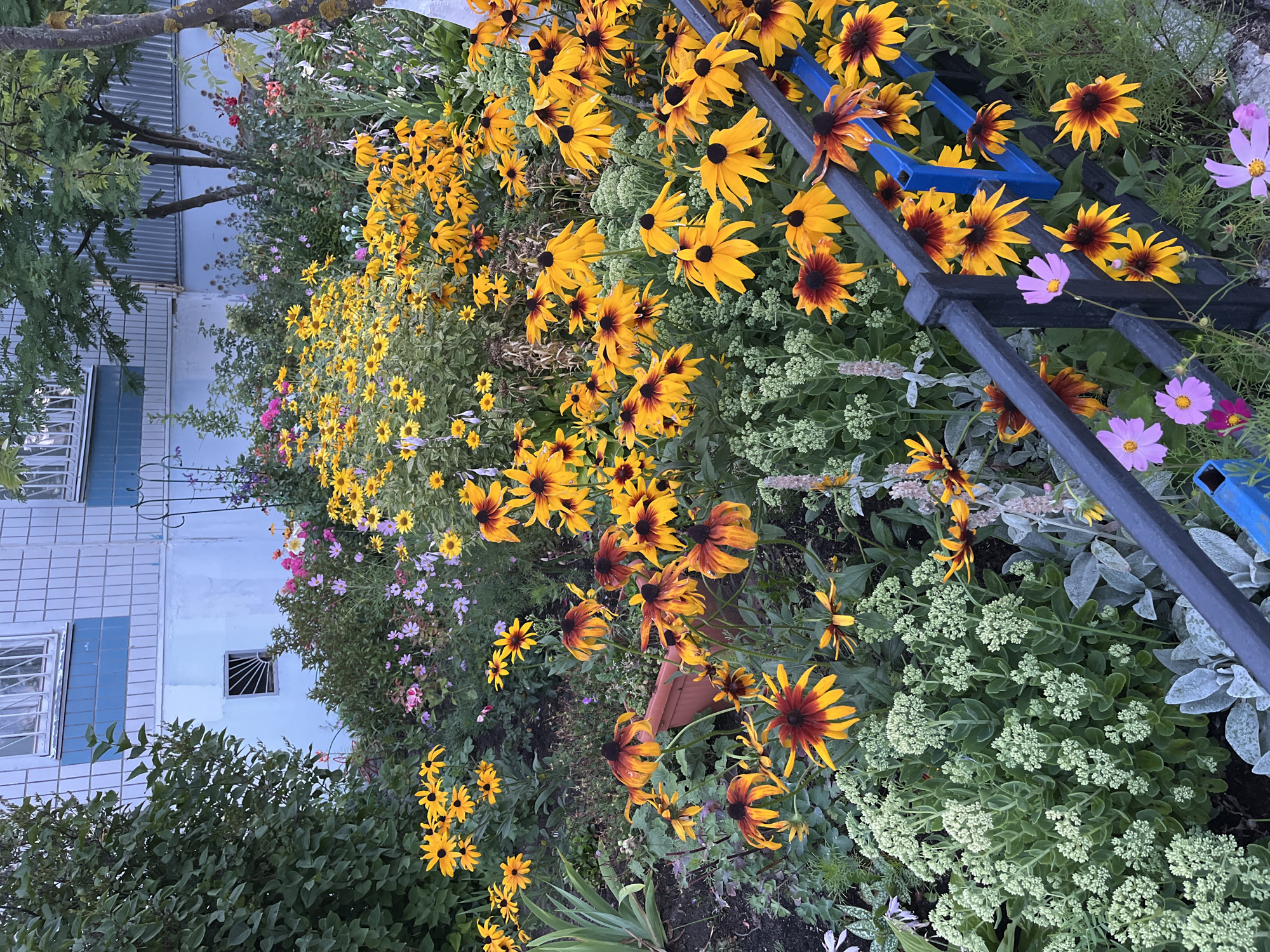 The image depicts a vibrant flowerbed in front of a light blue and white building with blue tiled accents, located in Elektrogorsk, Russia. The foreground is dominated by a dense arrangement of yellow and orange Black-Eyed Susan flowers, many with dark brown centers, interspersed with smaller pink and purple cosmos flowers. A dark grey metal fence with blue metal supports runs horizontally across the lower right portion of the image, with some of the Black-Eyed Susans and cosmos flowers reaching up and over it. Behind the flowers, a variety of green foliage and other plants can be seen. The building in the background features several windows, some with metal grates. The overall scene is one of a well-maintained urban garden.