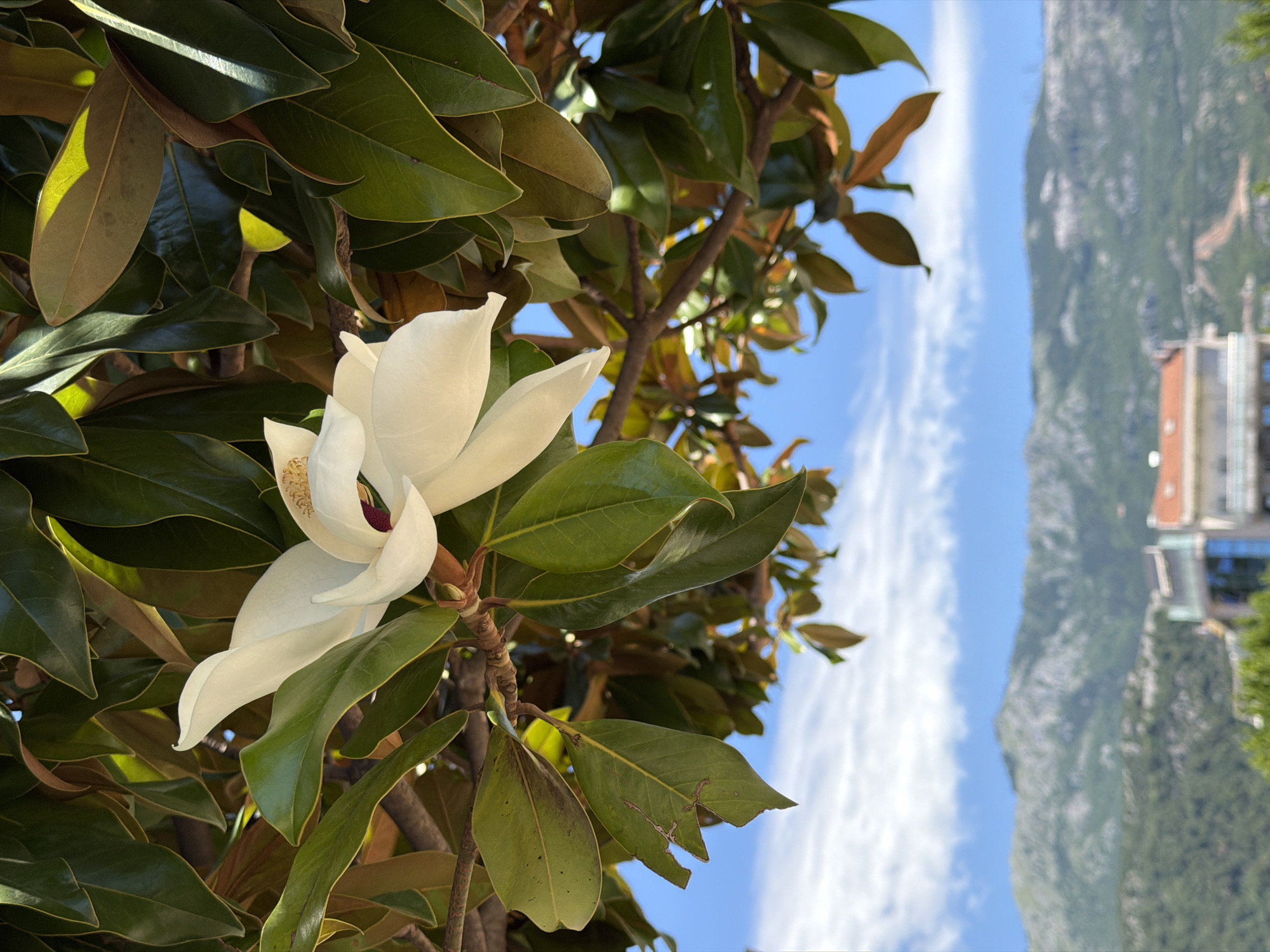 A close-up shot captures a large, white magnolia flower blooming amidst lush green leaves and branches. The flower's petals are delicately unfurling, revealing a deep crimson stamen at its center. The foliage, a mix of dark green and brown hues, provides a rich backdrop. In the distance, a hazy landscape unfolds with rolling green hills and mountains under a bright blue sky dotted with wispy white clouds. Below the mountains, a blurred view of a building complex with a reddish-orange roof is visible. The scene is likely set in Budva, Montenegro, a city known for its coastal beauty and hilly terrain.