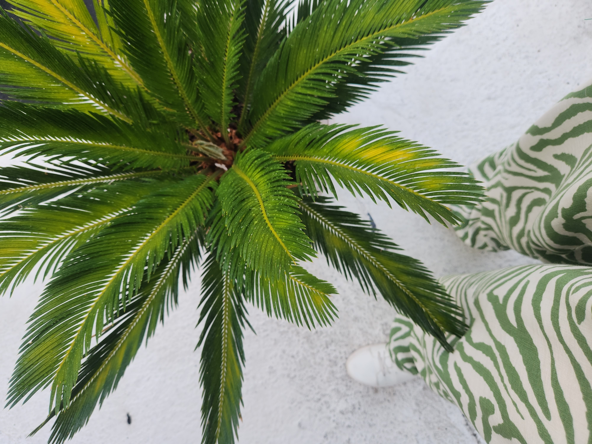 An aerial view captures a portion of a sago palm plant with vibrant green, frond-like leaves. The leaves have a slightly glossy texture, with some appearing to be wet, possibly from recent rain or watering. Yellowish streaks are visible on some of the leaves, indicating variations in coloration or sunlight. The plant is set against a textured white background, possibly concrete or a similar surface, which appears speckled with light gray or black flecks. In the lower left and lower right portions of the frame, the legs of a person are visible, clad in trousers with a distinctive green and white zebra-like stripe pattern. A white sneaker with green laces is also visible on the person's left foot. The scene is clean and orderly, with no discernable signs of litter or disarray. The overall impression is one of a well-maintained outdoor space, potentially a patio, garden, or walkway. The provided context specifies the location as Maitland, United States of America.