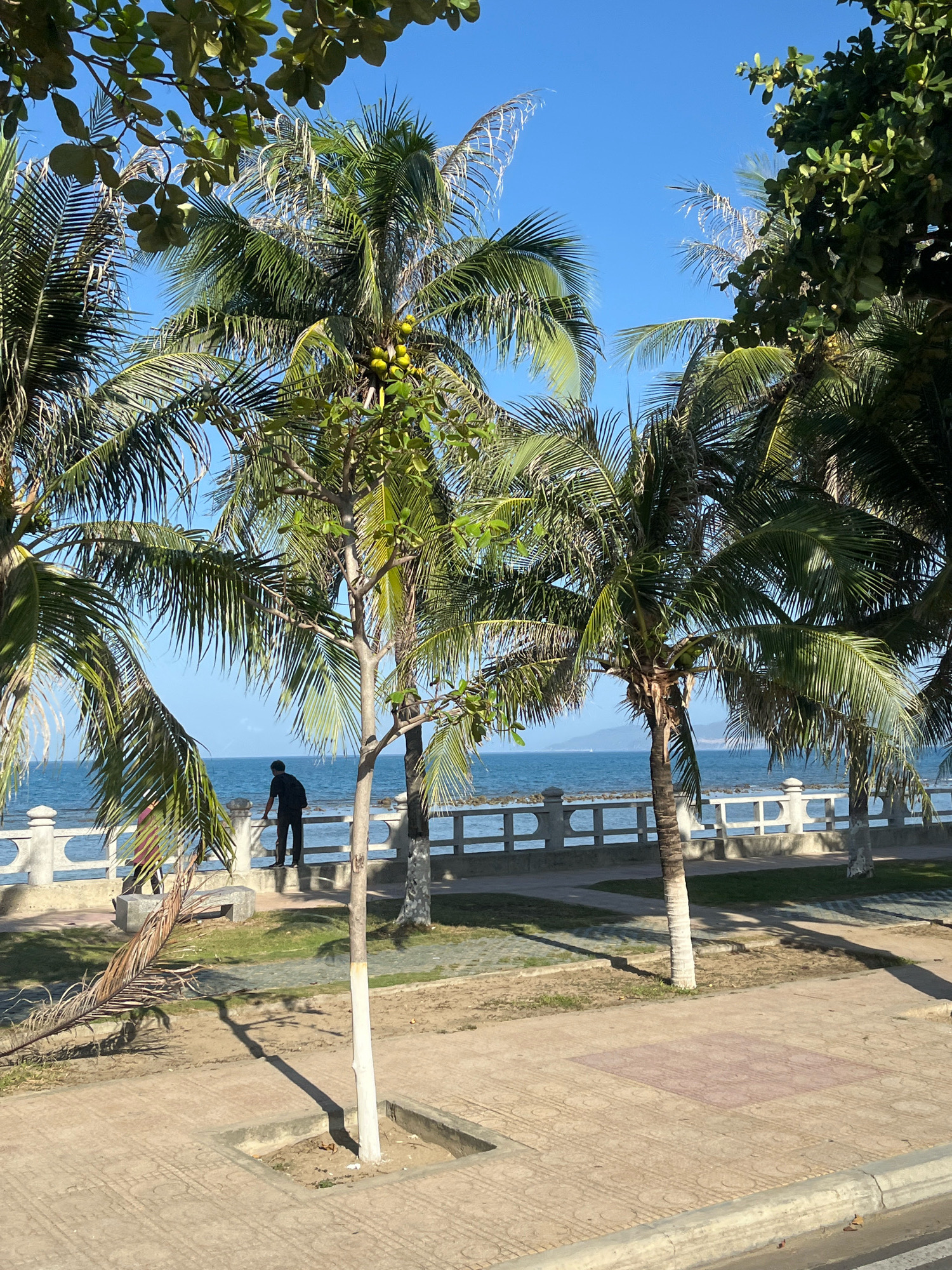 The image depicts a scene along the coast of Nha Trang, Vietnam. In the foreground, a paved walkway with square insets is visible. Beyond the walkway, there is a strip of grass and then a low, ornate concrete barrier with pillars and a railing. This barrier separates the walkway from the sea. Palm trees with their characteristic fronds are scattered throughout the scene, with some in the foreground and others framing the view of the ocean. The sea is a deep blue, and a faint coastline with buildings or hills can be seen in the distance. The sky is clear and blue. In the middle ground, a person wearing dark clothing is standing with their back to the camera, looking out at the sea, leaning against the barrier. Further to the left, another person, partially obscured by palm fronds, appears to be walking away from the camera. The overall impression is a sunny day in a coastal resort area.