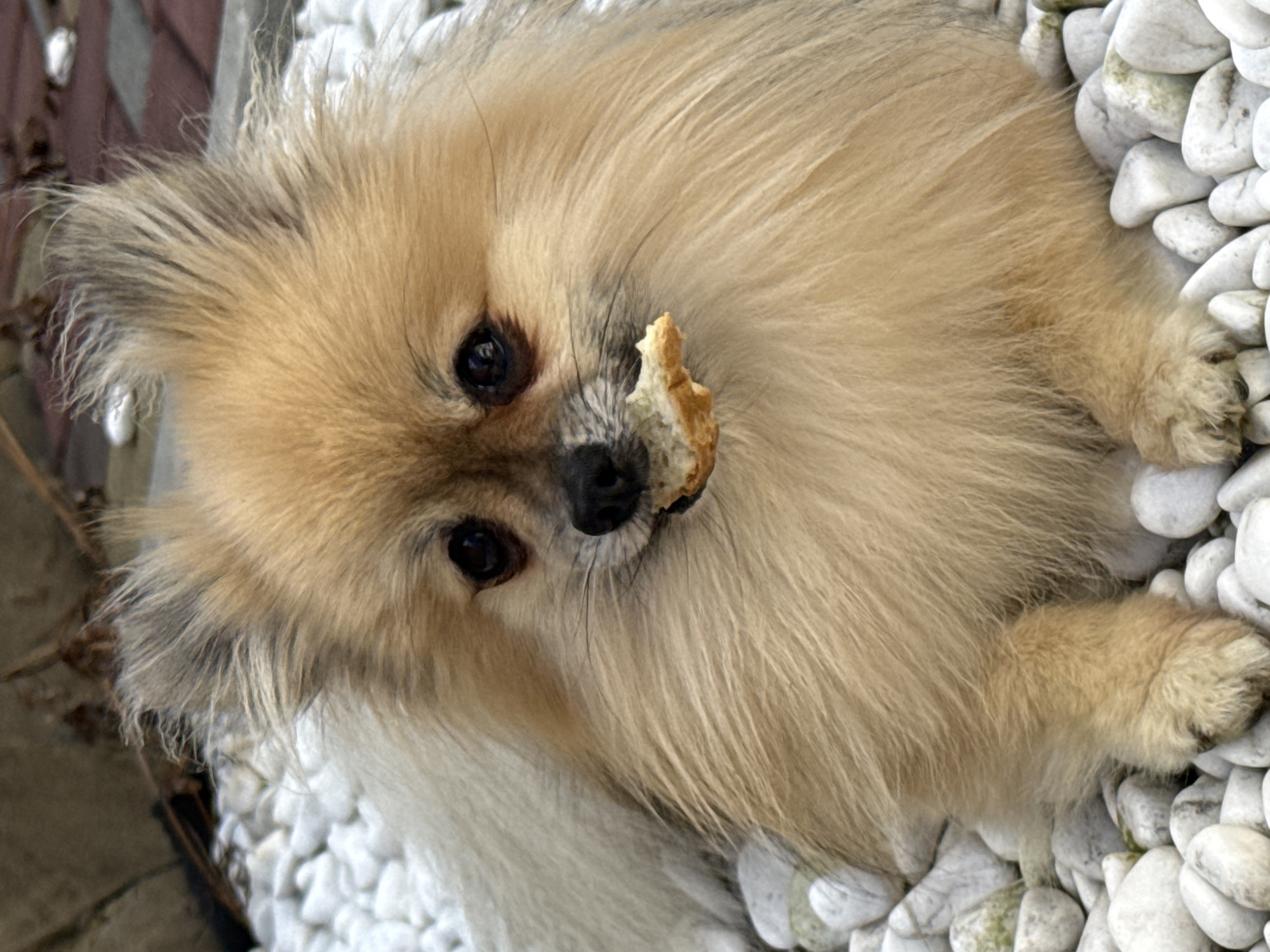 A Pomeranian dog is lying on a bed of white stones, with a piece of bread in its mouth. The dog has light brown fur and dark eyes. The background is blurred, but appears to be a garden setting with some foliage and paving stones. The location is specified as Horbanivka, Ukraine.