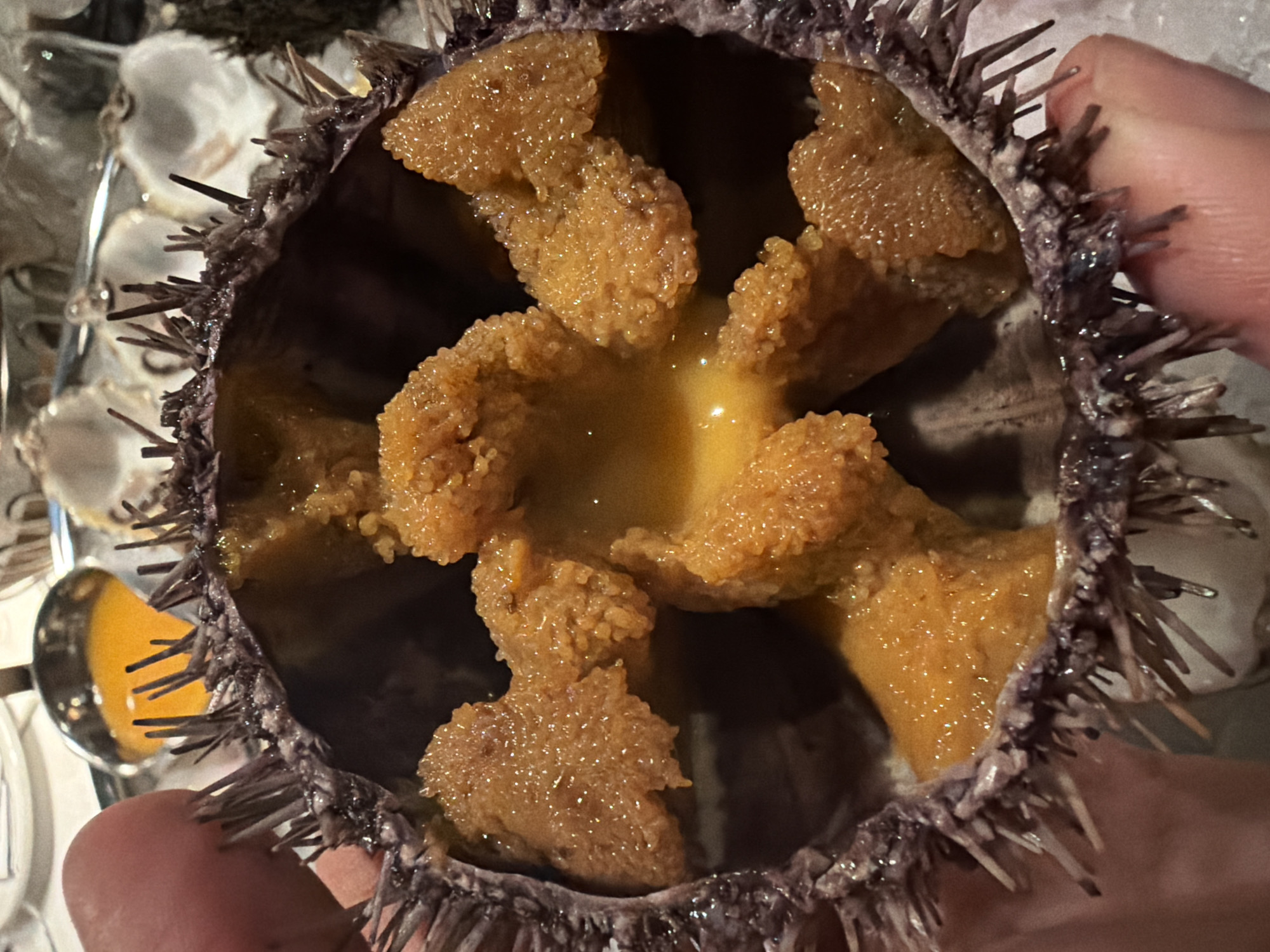 A close-up shot features a halved sea urchin, its interior revealing several sections of orange-hued uni (sea urchin gonads) arranged in a star-like pattern. The uni sections are interspersed with a yellowish liquid. The urchin's spiky exterior is visible around the rim. A hand holds the sea urchin. In the blurred background, there are oysters on ice and a utensil. The photo was taken indoors. No people are explicitly visible besides the hand. The city and country are not identifiable in the image.