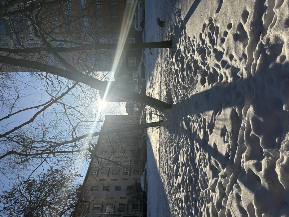 This image depicts a sunlit winter scene within a residential courtyard in Saint Petersburg, Russia. The foreground and midground are covered in uneven, undulating snow, showing numerous depressions and mounds. Several bare deciduous trees, devoid of foliage, are positioned centrally, casting long, sharp shadows across the snow towards the right side of the frame. The sun, visible in the upper-center, produces significant lens flare and bright light, highlighting the snow texture and intensifying shadows.
In the background, two multi-story apartment buildings are visible. The building on the left is lighter-colored, featuring multiple windows and balconies. The building on the right appears darker with numerous windows. Between these buildings, several parked vehicles, some partially obscured by snow, are visible in the distance. On the far right midground, a small, four-legged animal, likely a dog, wearing a light-colored coat, walks on the snow. The sky above is clear and bright blue. No human figures are present.
