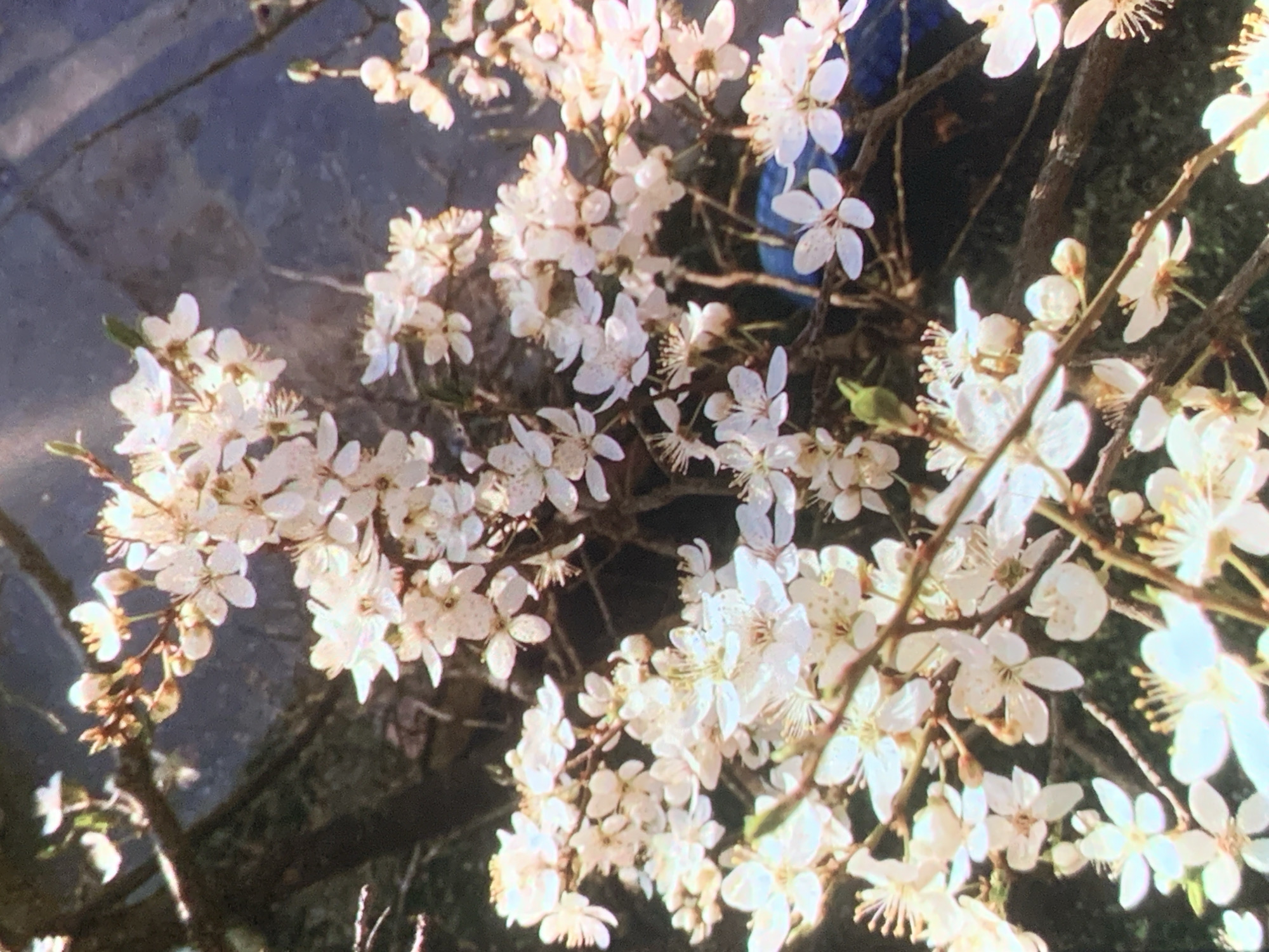 A close-up, eye-level, vertical shot captures a cluster of delicate white blossoms on tree branches, likely a fruit tree in bloom. The flowers are small with five petals each, some tinged with pink. The background is a mottled dark blue, possibly representing water or a textured surface. A small, bright blue object, possibly a piece of fabric or plastic, is partially visible behind the blossoms on the right side of the frame. The image lacks any discernible urban elements, suggesting it was taken in a natural setting within Nizhny Tagil, Russia, such as a park, garden, or natural reserve. No people or animals are visible. The lighting is soft, highlighting the details of the flowers.