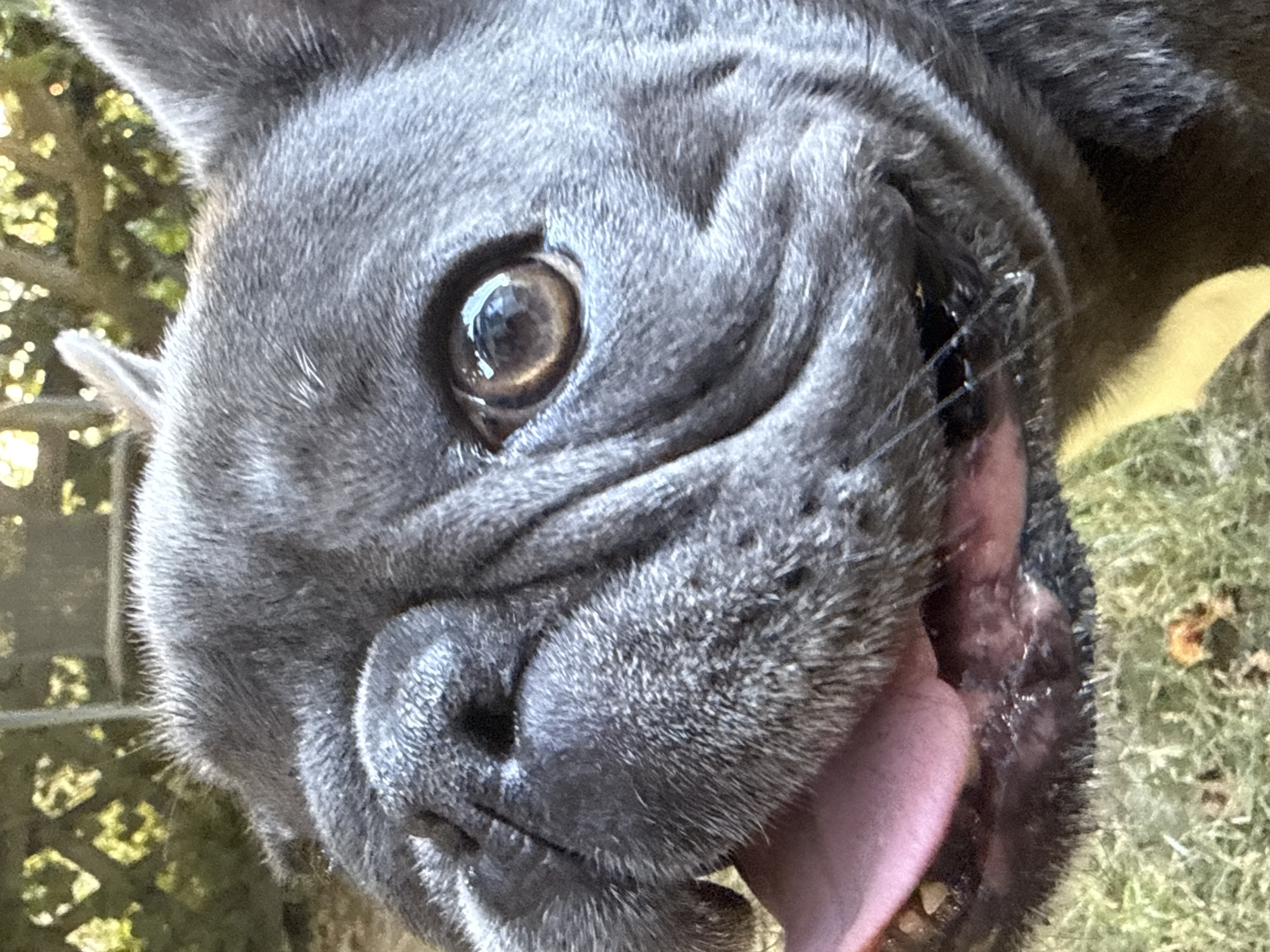 A close-up, eye-level, outdoor shot focuses on the face of a grey French Bulldog, panting with its pink tongue visible. The dog's wrinkled snout, dark eye, and ears are in sharp focus. In the background, blurred green foliage and a light-colored fence are visible, suggesting a garden or yard setting. The ground in the foreground is covered with green grass and some scattered debris. The lighting indicates it is daytime. There is no identifiable connection to the city of Bad Sachsa, Germany.