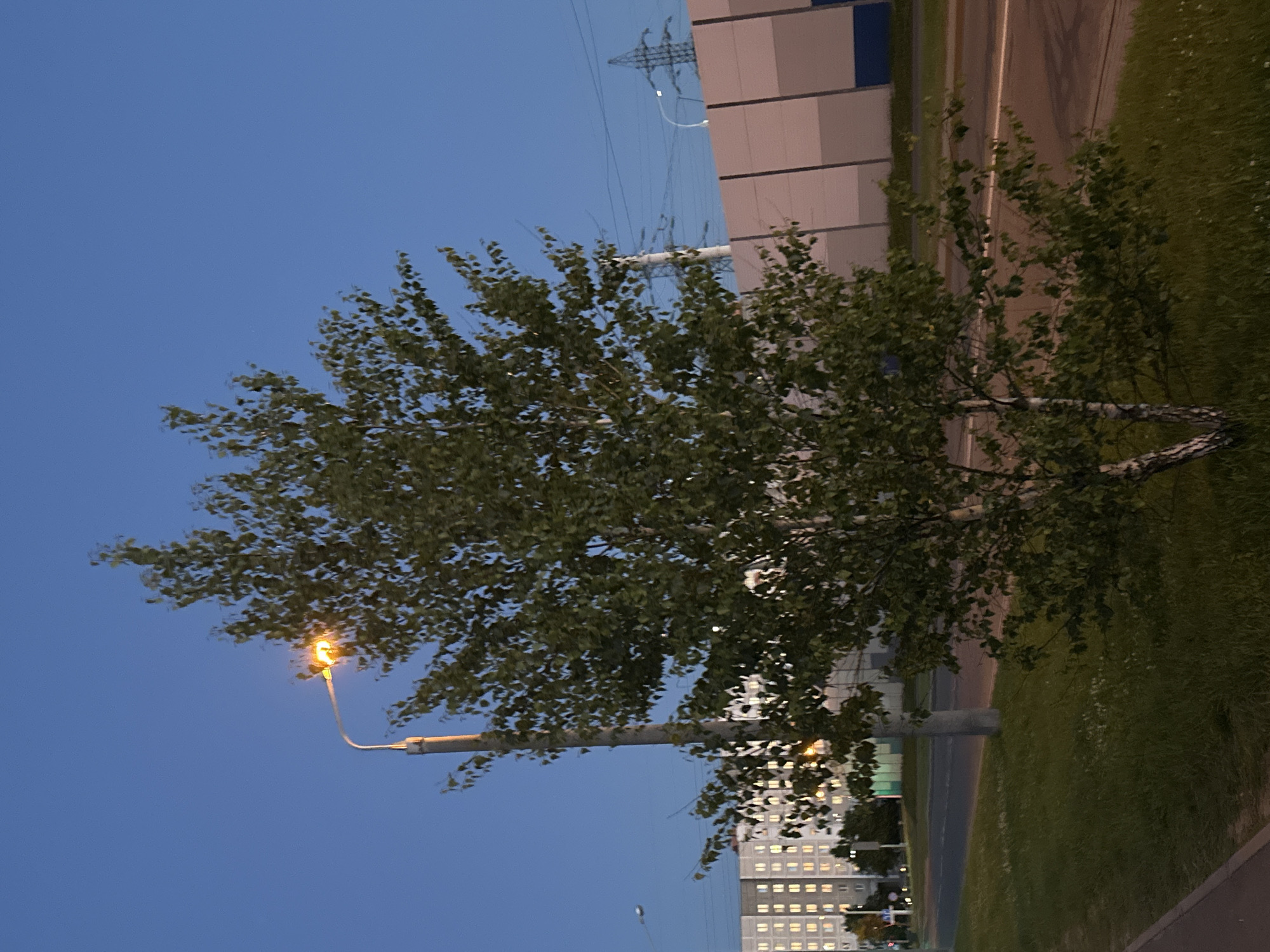 The image depicts an urban or suburban twilight scene in Minsk, Belarus, with a deep blue, clear sky dominating the upper portion. No people are visible.
In the mid-ground and foreground, a deciduous tree, likely a birch, with green leaves and light-colored bark, stands prominently, its branches extending across much of the left and center. A streetlight attached to a pole is positioned to the left of the tree, emitting a warm orange glow that subtly illuminates some of the tree's foliage.
Behind the tree and streetlight, a paved road or path with a white line runs horizontally from the center towards the right side of the frame. Adjacent to the road on the right is a strip of green grass.
In the upper-right background, a modern building with rectangular panels in shades of beige, light brown, and possibly blue or grey is partially visible. Further in the background, behind the tree and to the lower right, large, multi-story buildings with numerous illuminated windows suggest a residential or commercial area. High-voltage power lines and a metal pylon structure are discernible against the sky in the upper background, indicating utility infrastructure.
The time of day is clearly dusk or evening, characterized by the dark blue sky and the operational artificial lighting from the streetlamp and building windows. The overall atmosphere is quiet and still. No visible text is present in the image.