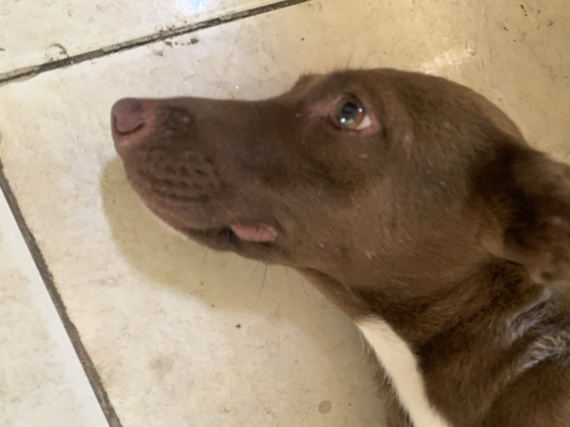 A close-up, high-angle shot captures a brown dog lying on a light-colored tiled floor. The dog, positioned with its head towards the upper left and its body extending towards the lower right, has predominantly brown fur with a prominent white marking across its chest and lower neck area. Its nose is a dark pinkish-brown, and a small part of its tongue is visible, slightly protruding from its mouth. The dog's left eye, visible in the frame, is a mix of brown and grey tones, reflecting ambient light from above as it gazes upwards and slightly to the right. Its expression appears calm and observant.
The background consists of light beige or off-white ceramic tiles with dark, visible grout lines. The tiled surface shows signs of wear, including scattered small dark spots and general discoloration, particularly along the grout. The floor texture suggests a practical, possibly domestic, indoor environment. There are no other objects or subjects visible in the frame. The lighting is soft and even, without harsh shadows, suggesting an interior setting in Santa Ana, Venezuela. No text is visible in the image.