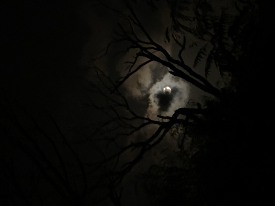 Silhouetted bare branches reach upward against a dark, cloudy night sky. A bright, full moon glows through a gap in the clouds, partially obscured by a dark cloud directly in front of it. Dense, dark foliage fills the right side of the frame, contrasting with the moonlit sky. The overall scene evokes a sense of mystery and darkness.