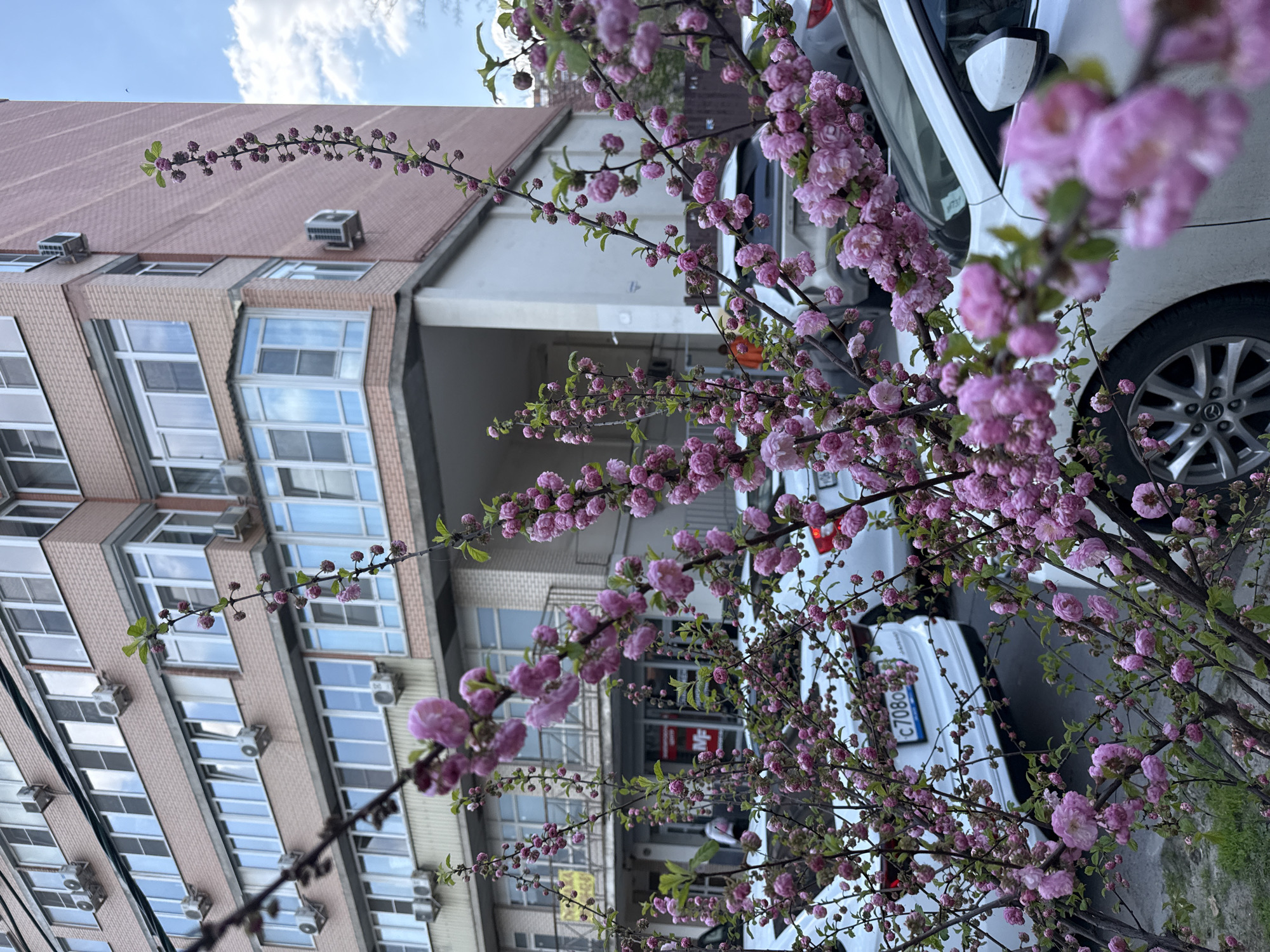 The image displays a vibrant spring scene in an urban setting, likely Rostov-on-Don, Russia. The primary subject is a flowering tree or bush, laden with numerous clusters of small, densely packed pink blossoms, which fill the foreground and mid-ground. The delicate pink flowers and emerging green leaves suggest springtime.
In the background and to the left, a multi-story building with a light-colored brick facade and a reddish-brown roof stands prominently. Its exterior features multiple large windows with white frames, many reflecting the bright blue sky and scattered white clouds. Several air conditioning units are mounted on the building's outer walls, indicating an apartment complex or office building.
On the right side of the frame, partially obscured by the flowering branches, several white cars are parked. The rear of one white car is clearly visible, and its license plate displays the text "C708OB 161." The "161" is a regional code for Rostov Oblast, confirming the location.
The sky is bright blue with fluffy white clouds, indicating clear, sunny daytime weather. The overall impression is one of peaceful urban nature during blossom season. No people are visible, and there is no specific activity taking place other than the natural blooming of the tree.