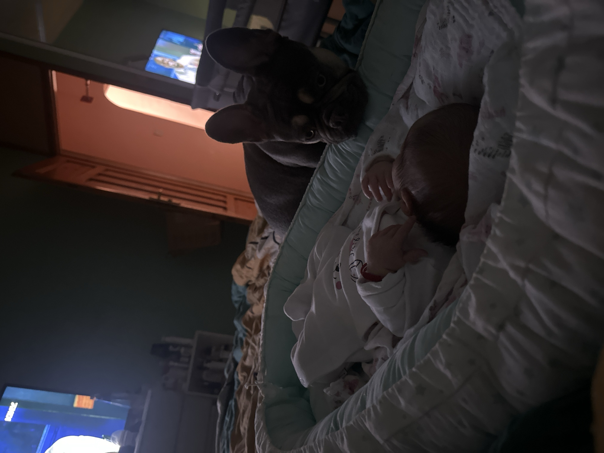 This media file captures a quiet indoor scene featuring a French Bulldog and an infant. The image is taken at a low angle, looking down slightly into a bassinet or co-sleeper.
The primary subjects are a dark-furred French Bulldog, positioned at the edge of what appears to be a bed or sofa, leaning over to observe a baby. The dog's head is tilted, and its eyes are clearly visible, gazing towards the infant with an expression that suggests curiosity or gentle watchfulness.
The infant is lying on their back in a bassinet lined with a light blue padded fabric, covered with white bedding. Only the baby's head, with fine hair, and small hands are visible. The baby appears to be sleeping or resting peacefully. The infant is wearing a white garment, possibly a onesie, with a faint pattern.
The setting is a dimly lit room, likely indicating evening or night. There are multiple light sources: a warm orange glow emanates from a distant background, possibly from a lamp or another room. Two television screens are visible in the background. The upper TV displays an image, while the lower TV screen shows text that appears to read "ROSACZ," possibly a channel or program title. Other background elements include indistinct furniture and what looks like a vent. The overall mood of the image is calm and intimate, highlighting the interaction between the dog and the baby.