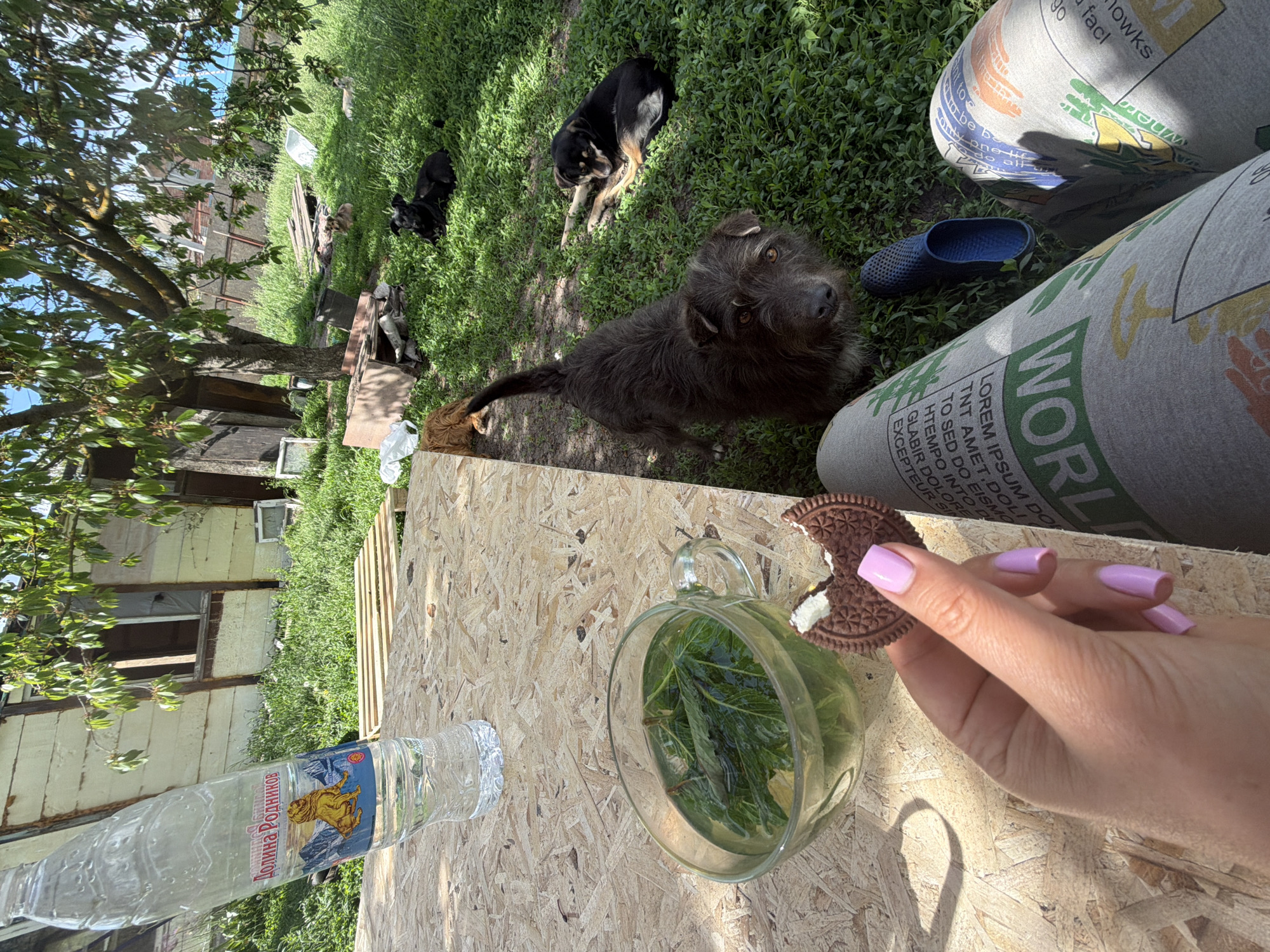 The image captures an outdoor scene with a focus on domestic elements. In the foreground, there's a wooden surface hosting a glass pitcher filled with a green liquid and what appears to be mint leaves, alongside a partially consumed chocolate sandwich cookie held by a hand with pink manicured nails. A plastic water bottle with a label in Russian, "Долина Родников", lies horizontally next to the pitcher.
In the background, a grassy area is populated by several dogs. One dog, medium-sized with dark fur, is close to the foreground, appearing to look directly at the camera. Other dogs are visible further back, either lying down or partially obscured by the grass. A blue clog is seen near one of the dogs and what appears to be a rolled-up cylinder-shaped pillow with the letters "WORLD" printed on it.
The environment includes a weathered building with windows, a tree with dense foliage, and various wooden structures or debris scattered around. The city of Leningradskaya, Russia is not explicitly mentioned or discernable from the image alone.