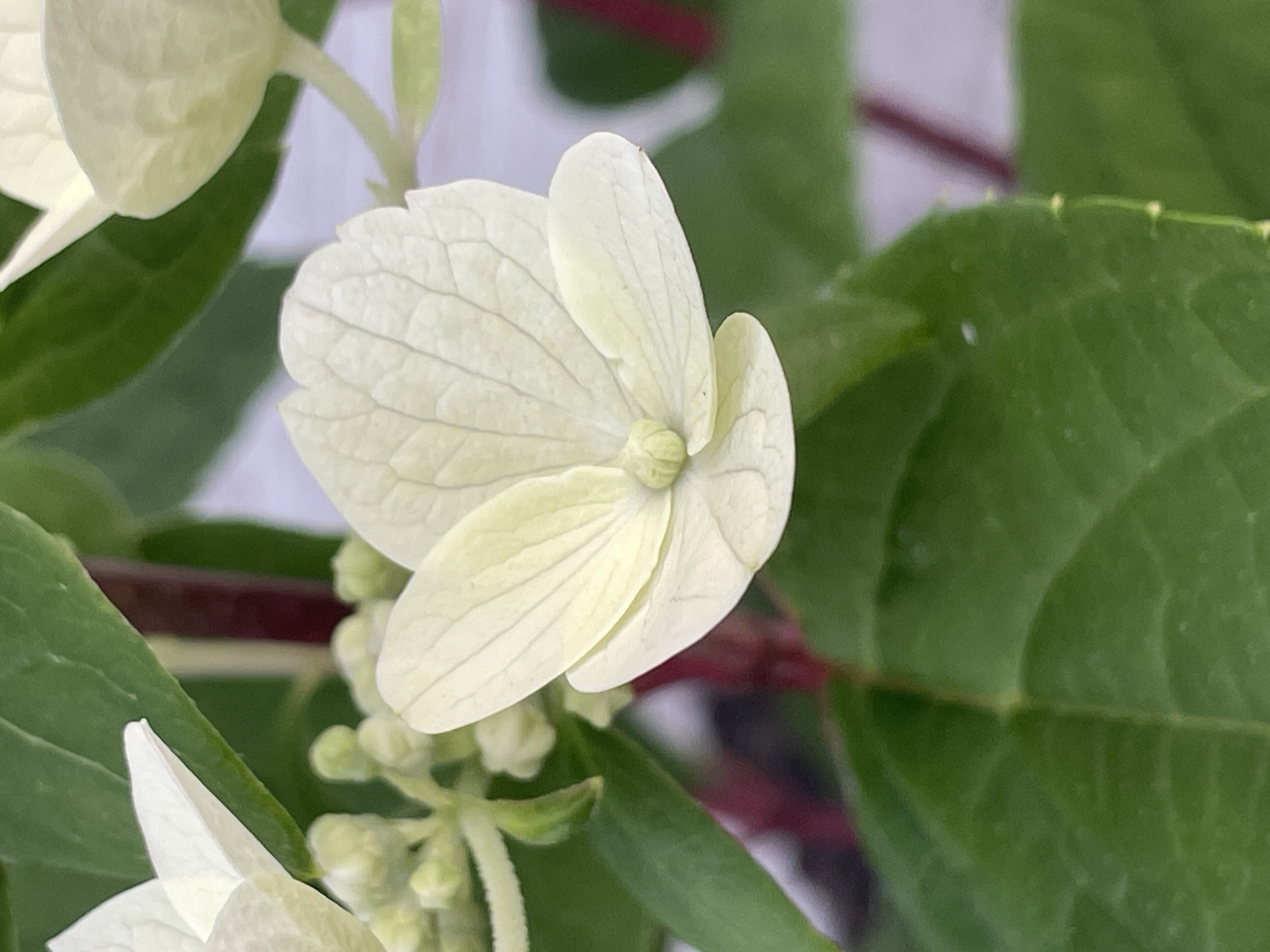 A close-up, macro shot focuses on a single, delicate white hydrangea flower with subtle green undertones. The flower has several layered petals, with the most prominent one in the center displaying faint, intricate veining. To the left, a cluster of small, undeveloped green buds is visible, hinting at future blooms. Dark red stems and vibrant green leaves form the backdrop, some of which are slightly out of focus, creating a shallow depth of field. The overall lighting is soft and diffused, highlighting the textures and subtle colors of the plant. There are no people or any recognizable man-made structures present in the image. The scene appears to be a natural setting, possibly a garden or wild area, though its specific location within Маминское, Russia, cannot be determined from the visual information alone.