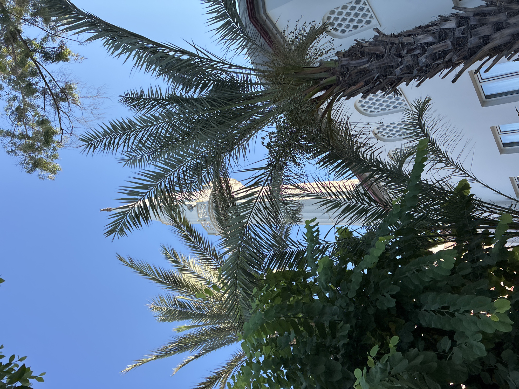 The image captures a view of a white building with arched windows, possibly a mosque, in Alanya, Turkey, seen from below and through palm trees and leafy green trees against a clear blue sky. The architecture of the building features ornate white detailing around the windows and a minaret visible in the background. The palm trees are large, with rough, textured trunks and long, feathery fronds. The green trees have a denser foliage of rounded leaves. The scene suggests a bright, sunny day.