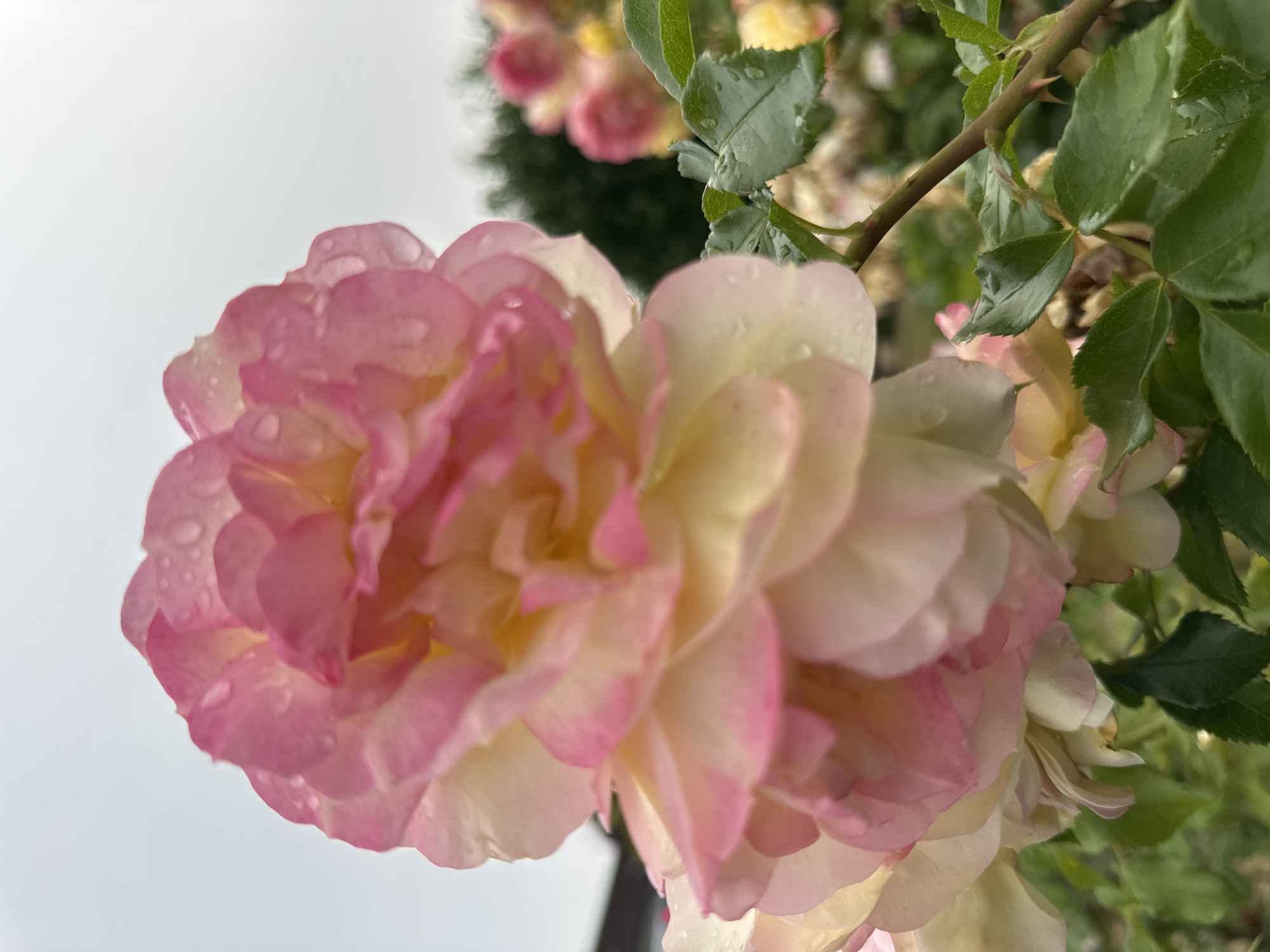 This is a close-up, low-angle, vertical shot of a pink and yellow rose with water droplets on its petals. The rose is in the foreground and is slightly out of focus. The background is a blurred garden scene with other roses and greenery. A hint of a building or structure is visible in the upper left corner. The sky is overcast and gray. This image was taken in Krefeld, Germany.