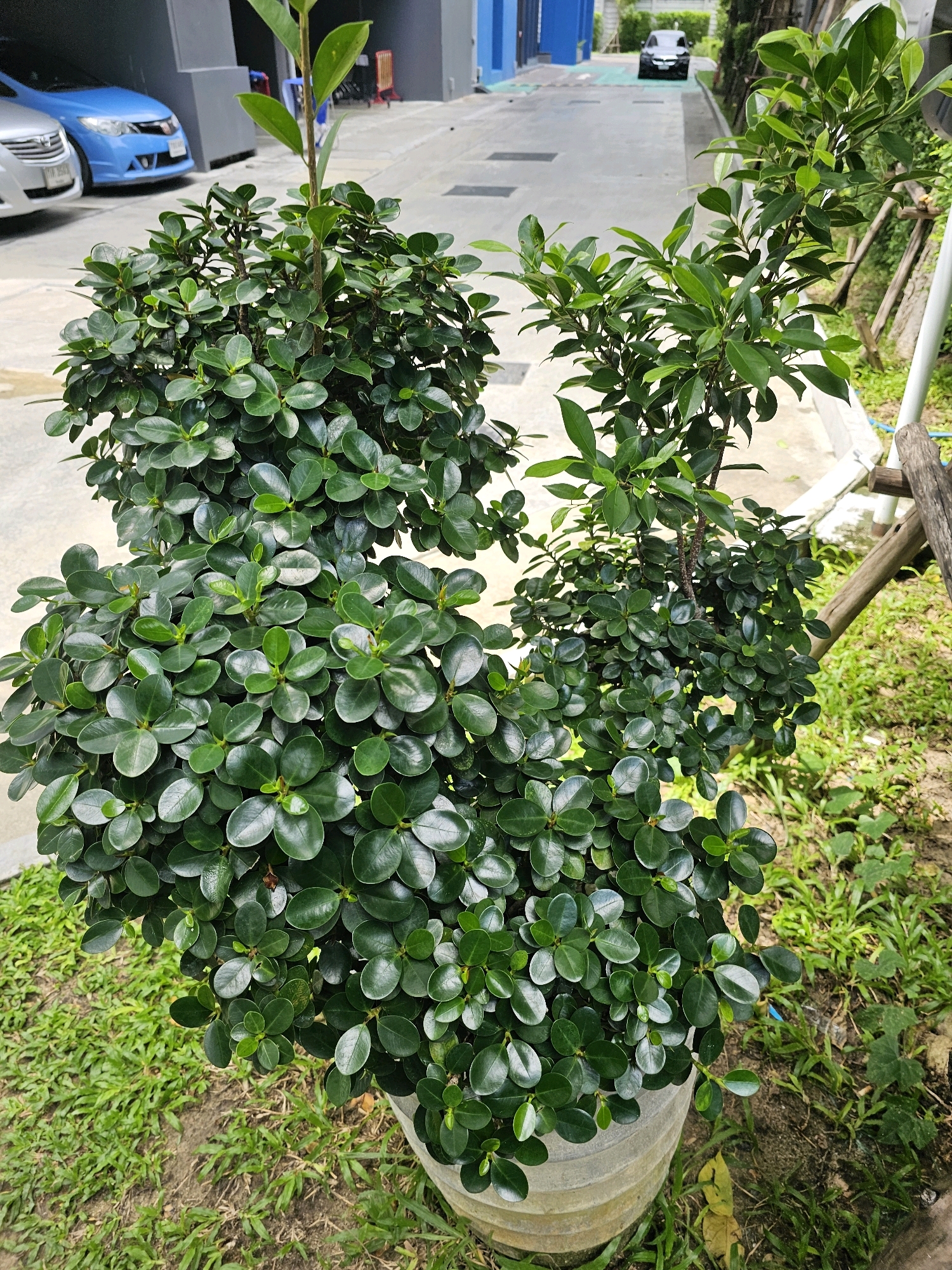 A medium shot captures two Ficus microcarpa trees, commonly known as ginseng ficus, planted in a concrete pot. The trees are healthy and lush, with glossy, dark green, oval-shaped leaves. The ficus on the left is more densely branched and rounded, while the one on the right is taller and more open, with visible branches reaching upwards. The pot is a light gray, cylindrical concrete planter with horizontal ridged details. The surrounding ground is covered with patchy green grass and dry soil, with some fallen leaves scattered about. In the background, a paved area is visible, with two cars parked. A silver sedan is parked on the left, and a blue hatchback is to its right. Further in the background, a black sedan is driving on the paved area, and a glimpse of buildings with blue and gray facades can be seen. The overall scene suggests an outdoor setting in an urban environment, likely a residential or commercial area in Bangkok, Thailand, given the presence of the cars and buildings. The lighting indicates it is daytime, with soft shadows suggesting it might be late morning or early afternoon. No people are visible in the frame.