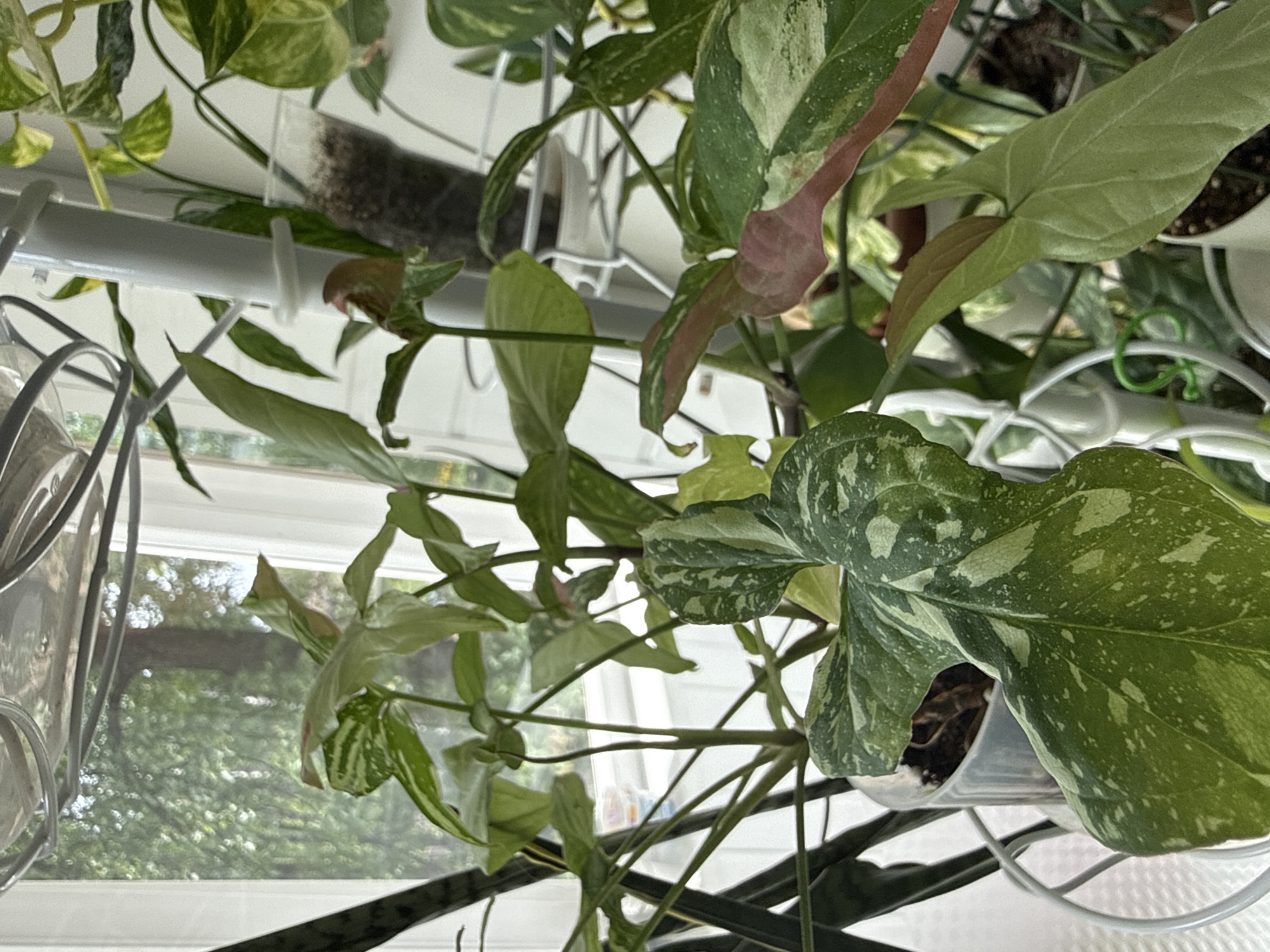 The image shows a collection of potted plants indoors, likely near a window. The plants appear to be various types of foliage plants, including a Syngonium with variegated leaves (green and white), some with pink hues. The plants are arranged on a tiered stand made of white coated metal, with a white metal rod above holding the plants. The background reveals a window with a view of green trees outside. The location in Votkinsk, Russia, is not evident from the image. No people are visible.