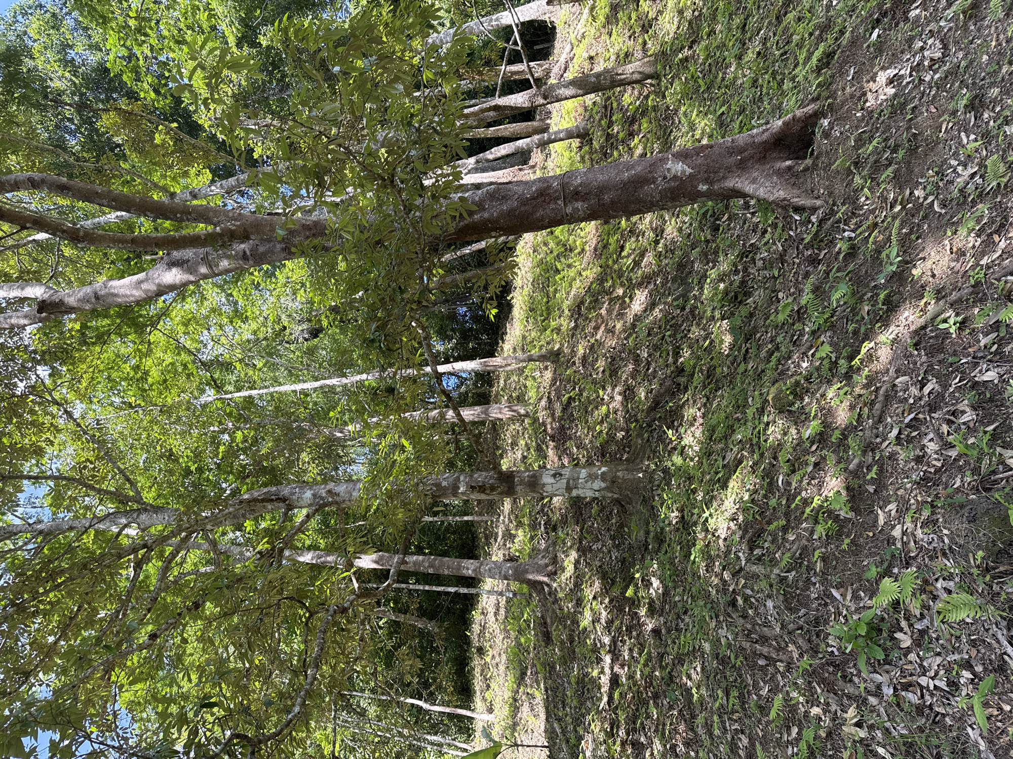 The image depicts a dense forest scene on a sloping hill. Numerous trees with gray-brown bark and green foliage dominate the landscape. The ground is covered with a thick layer of dry leaves, earth, and small green plants, including ferns. Sunlight filters through the canopy, creating patches of light and shadow on the forest floor. The overall impression is one of lush, natural growth in a humid environment. There are no people or any man-made structures visible in the image. This scene could be located in a natural park or a remote area of Kamala, Thailand, given the tropical vegetation.