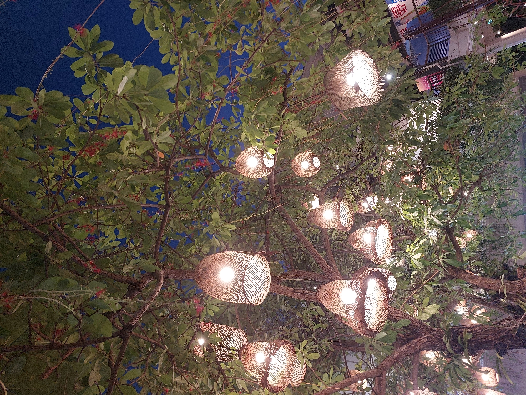 The image depicts a tree with numerous woven lamps hanging from its branches, illuminated against a dark blue sky. The lamps, made of a rough, woven material, emit a warm, inviting glow, creating a cozy and festive atmosphere. The leaves of the tree are green and lush, with some small red buds or flowers visible. The branches are thick and gnarled, suggesting an established tree. In the background, there are hints of buildings with signs, including one with visible text that appears to be in Thai. The overall impression is one of an outdoor evening setting, likely a restaurant or public space decorated for ambiance. The time of day appears to be dusk or night, indicated by the dark sky. The scene evokes a sense of relaxation and perhaps a touch of tropical charm, aligning with the location context of Baan Chaweng, Thailand.