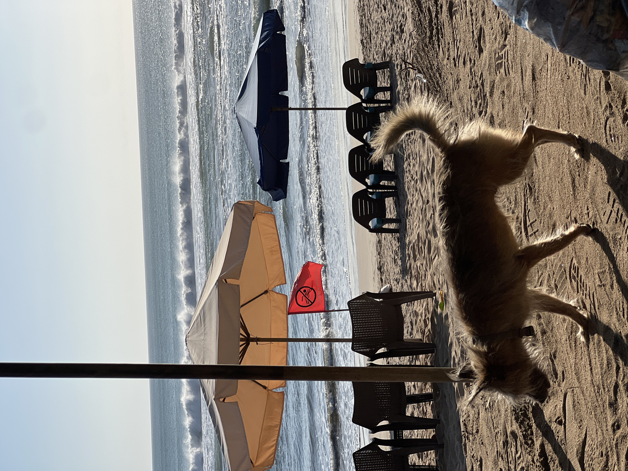 A shaggy, light brown dog walks across a sandy beach in Kuta, Indonesia, casting a long shadow in the late afternoon sun. The dog is in the foreground, facing left, its tail curled up and bushy. Behind the dog, two beach umbrellas are set up on the sand. The umbrella on the left is beige, and the one on the right is dark blue. A red flag with a black symbol depicting a swimmer with a line through it, indicating no swimming, is planted in the sand between the two umbrellas. Several empty plastic chairs are arranged in rows under the umbrellas. In the background, waves are crashing on the shore, and the ocean stretches out to the horizon under a clear, bright sky. The scene appears to be from a typical tourist area in Kuta, known for its beaches and surf.