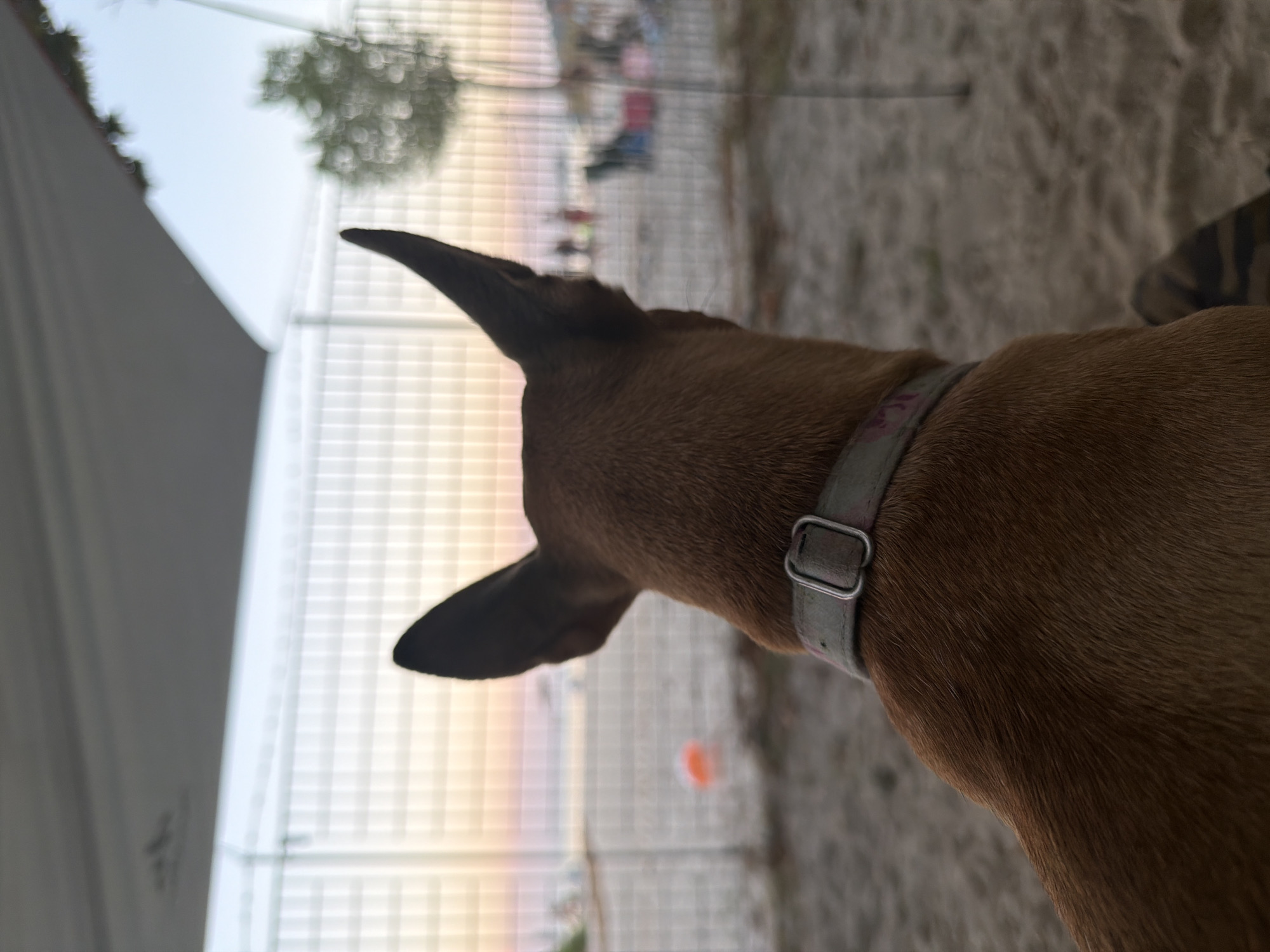 A medium shot captures the back of a brown dog's head as it sits on a sandy beach in Golden Beach, Greece. The dog, wearing a light-colored collar, faces away from the camera, looking towards the water. Behind the dog, a thin wire fence separates the beach from the water and the horizon. The sky displays soft hues of orange and pink, indicating either sunrise or sunset. Several blurred figures can be seen on the beach in the distance, and beach chairs are scattered throughout the area. A grey awning or tent stretches across the top of the image, casting a shadow. The overall scene is calm and serene, with the dog appearing to be relaxed and observant of its surroundings.