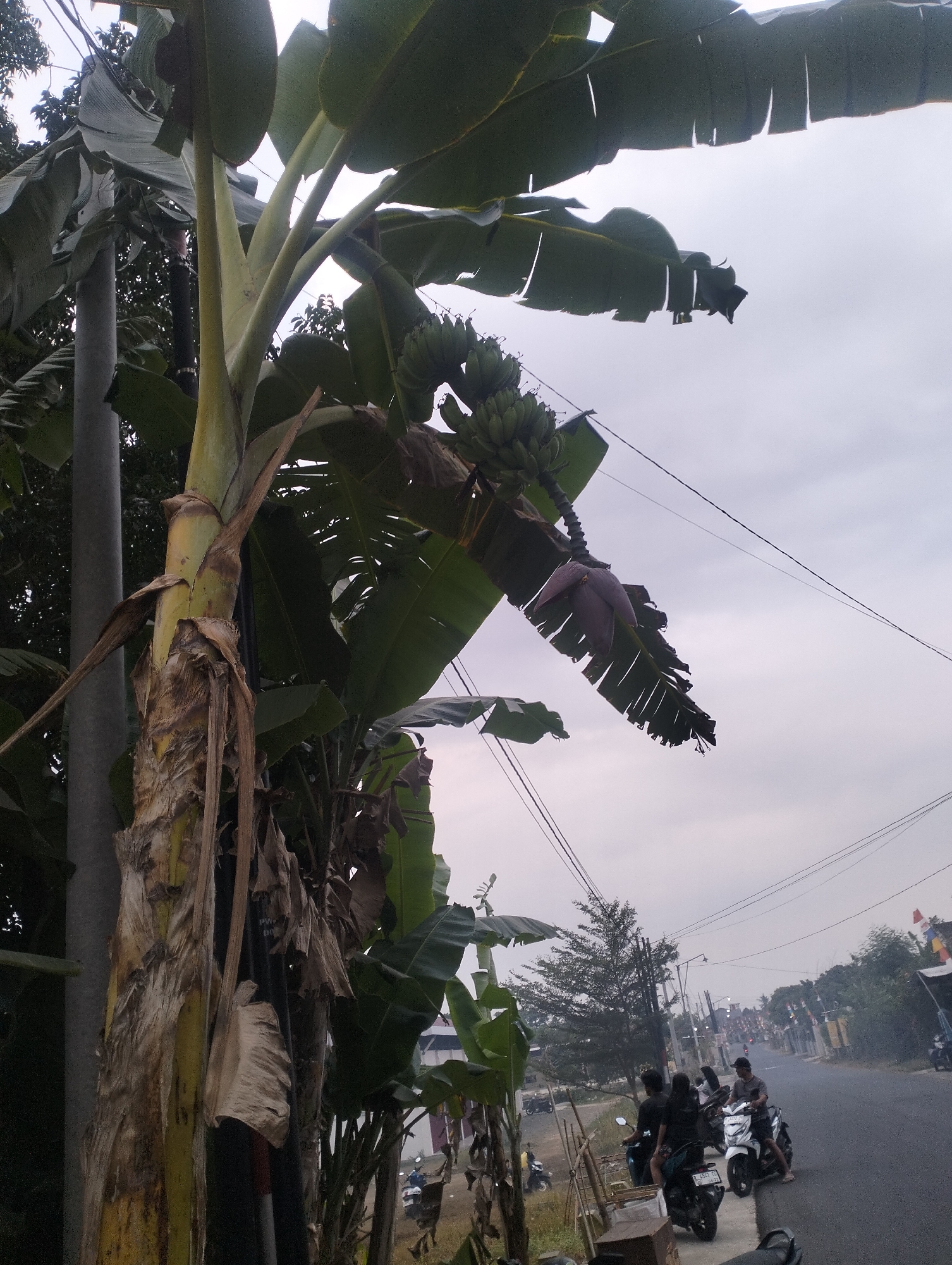 The image shows a cluster of banana trees on the left, with a prominent banana blossom hanging from one of them. The trees are situated near a paved road in what appears to be a semi-urban or rural area. Several people are seen on motorcycles on the side of the road, some standing and others seated. Buildings and houses are visible in the background, lining the road, suggesting a residential or commercial area. Utility poles and wires are present, indicating infrastructure. The sky is overcast. The scene is likely located in Sokaraja, Indonesia, given the context provided.