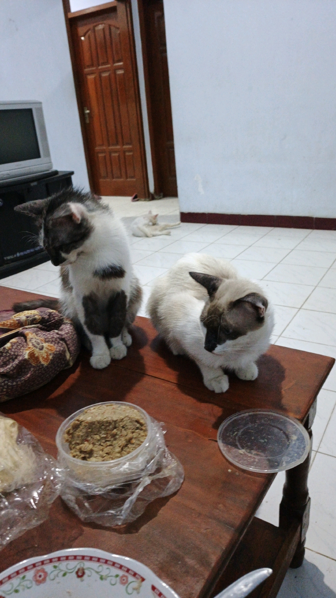 Two domestic cats are the primary subjects in this indoor scene. A calico cat with black and white markings is sitting upright on a wooden table, looking downwards. To its right, a Siamese cat with cream-colored fur and brown points is curled up, also looking downwards. In the background, a third white cat is lying down on a tiled floor. The table also holds a clear plastic container with what appears to be food, a piece of white cloth or paper, and a plastic lid. The room features a wooden door and a television set in the background. The setting is likely a residence in Campurdarat, Indonesia, given the context provided.
