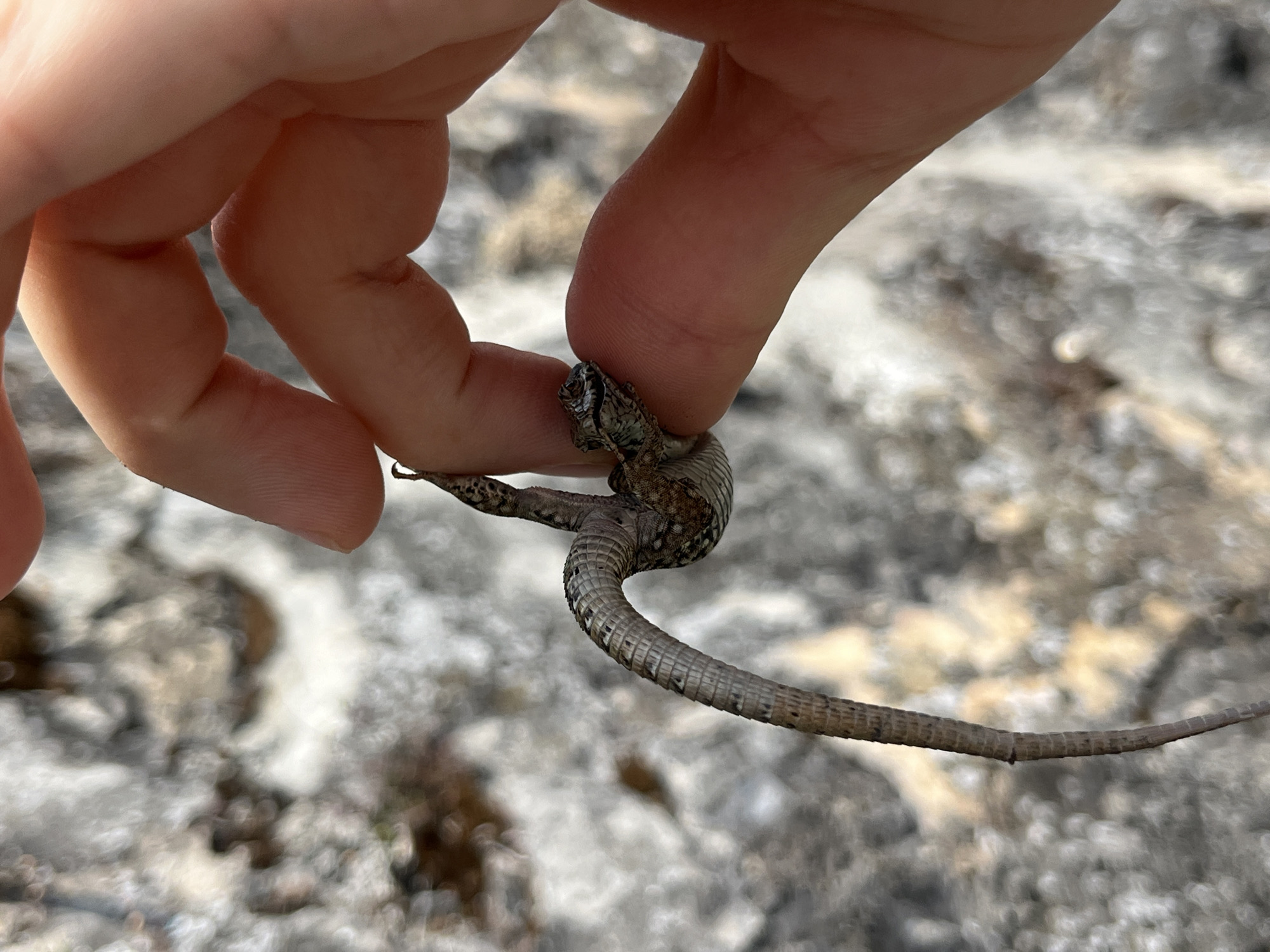 A close-up, eye-level shot captures a person's fingers delicately holding a small lizard. The lizard, with its patterned scales and distinct head, is curled around the fingers. The background is a blurred, rocky texture, suggesting an outdoor natural environment, possibly a cliff face or a stony ground. The lighting is natural, indicating daylight. The scene appears to be set in the vicinity of La Tour-de-Peilz, Switzerland.