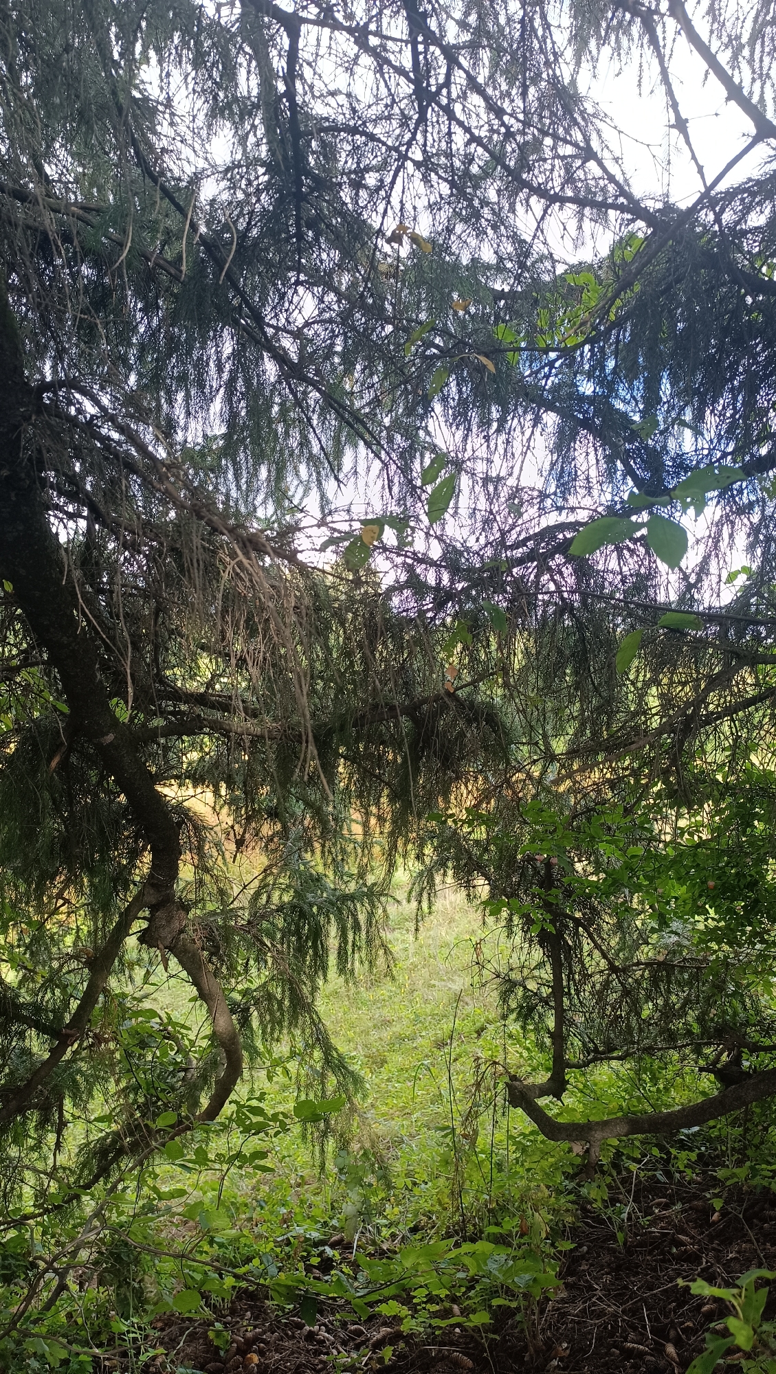 This image depicts a dense forest canopy with a clearing in the background. The foreground is dominated by the dark branches and needles of evergreen trees, some appearing aged and somewhat sparse. The ground beneath the trees is covered in dark soil, fallen needles, and pinecones. Through the branches, a grassy area with dappled sunlight is visible, suggesting a meadow or open space. The overall impression is of a natural, untamed environment. The image does not provide any information about the city of Karsha, Russia, or the presence of any people, actions, or interactions.