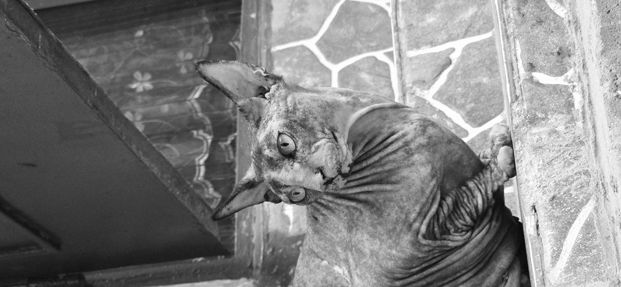 A black and white, medium shot, eye-level photograph captures a hairless Sphynx cat in an outdoor setting. The cat, positioned in the foreground on a ledge, is looking to its left with its head tilted slightly. Its large, pointed ears are prominent, and its large eyes are clearly visible. The cat's skin is wrinkled, giving it a textured appearance. The background consists of a stone wall with a light-colored mosaic pattern and a dark overhang with a patterned curtain visible behind it. The overall impression is one of a curious and alert animal in a somewhat rustic environment, potentially a courtyard or balcony in Baku, Azerbaijan.