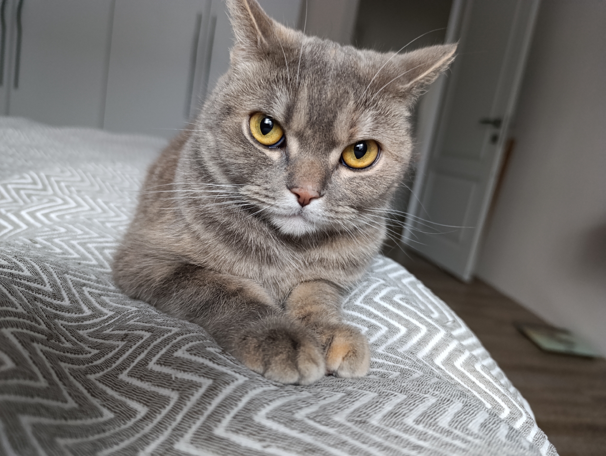 A grey tabby cat with amber eyes is lying on a grey and white chevron-patterned cushion or blanket. The cat's paws are neatly crossed in front. The background is blurred, but white cabinet doors and a doorway are visible. No information indicates this image was taken in the city of Chaikovsky, Russia.