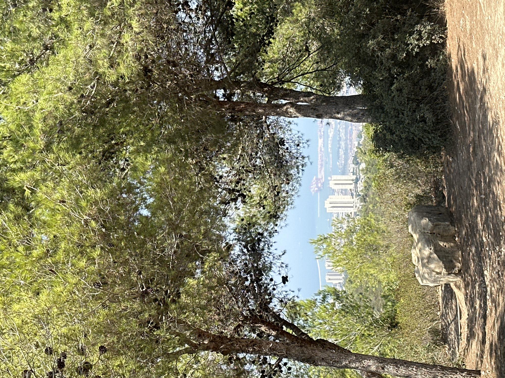The image depicts a scenic overlook in Nesher, Israel, offering a panoramic view of the city and the Mediterranean Sea. In the foreground, two large pine trees frame the scene, their branches laden with pinecones. Sunlight filters through the dense foliage, casting dappled shadows on the dirt path below. A large, grey boulder rests on the path to the left, its rough surface weathered by time. Beyond the trees, a cityscape unfolds with modern buildings and structures, leading to the shimmering expanse of the sea in the distance. The sky is a clear, bright blue, underscoring the serene and picturesque nature of the location.