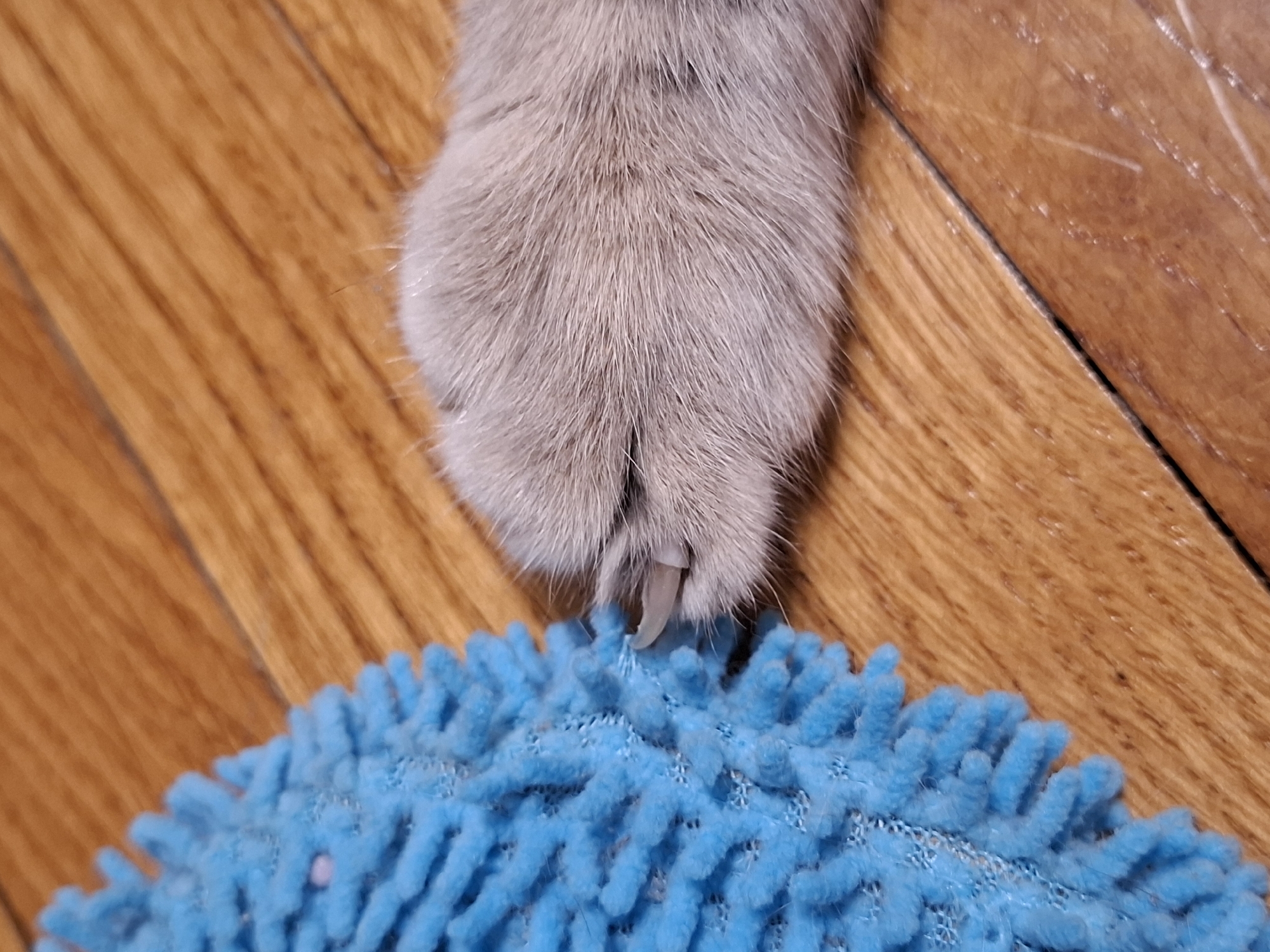 A close-up shot shows a light brown or gray cat paw with a visible claw extending and resting on a blue shaggy fabric object. The background is a wooden floor with visible wood grain. The location in the city of Novi Sad, Serbia is not discernible from the image.