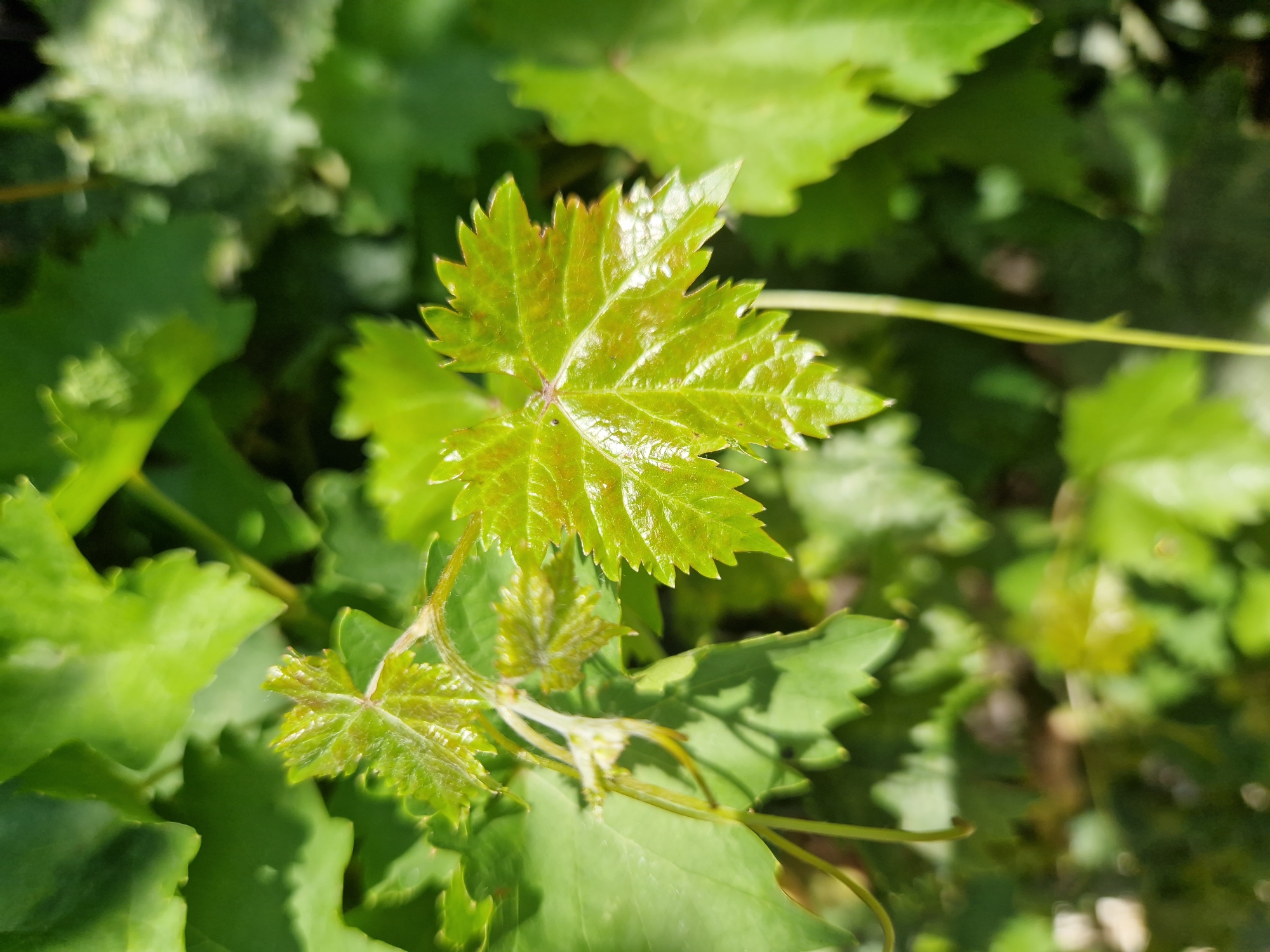 This is a close-up, eye-level, natural light photograph of a cluster of vibrant green grape leaves. The focus is on a young, unfurling grape leaf in the foreground, which is a bright, almost translucent green with reddish hues near the stem and edges. This leaf has distinct lobes and serrated edges, typical of grape foliage. Behind it, several other grape leaves are visible, some in sharp focus and others softly blurred, creating a sense of depth. The background consists of more green foliage and dappled sunlight, suggesting an outdoor environment. The image captures the delicate texture and fresh growth of the grape plant. There are no people or any identifiable structures from Tankovo, Bulgaria, in this image.