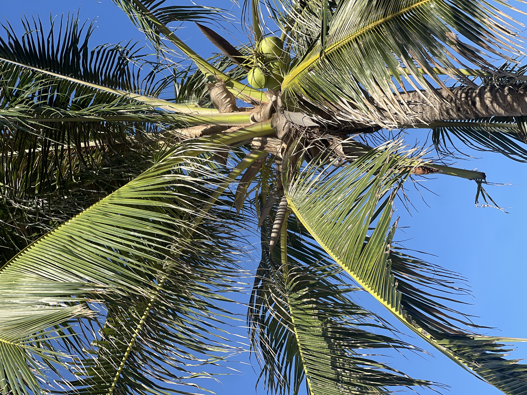 The image depicts the underside of a coconut palm tree against a clear blue sky. Several green coconuts are visible near the top of the trunk, nestled among the palm fronds. The fronds are a mix of green and yellow, with some showing signs of wear and tear. The trunk of the tree is brown and textured. The image appears to be taken from a low angle, looking upwards into the canopy. Based on the prompt, the location is Nha Trang Ward, Vietnam.